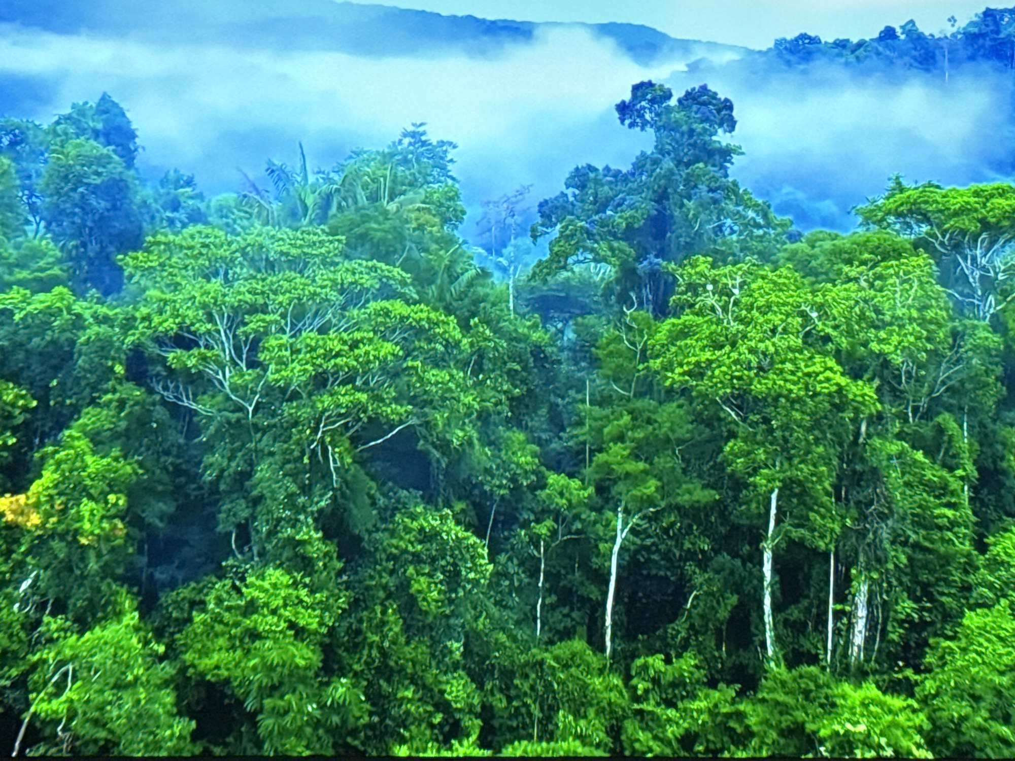 The image depicts a dense, lush rainforest canopy under a hazy, blue sky. The foreground is dominated by vibrant green foliage, with trees of varying heights and densities creating a layered effect. Some trees have lighter green leaves, while others are a darker, richer green. Visible white branches and trunks of a few trees punctuate the dense greenery. In the background, a misty blue mountain range or distant hills fade into the sky, with clouds or fog obscuring the highest peaks. The overall impression is one of natural, untamed wilderness, suggesting a tropical or subtropical environment. There are no visible signs of human presence, structures, or city elements. The image does not depict any specific location in Burgas, Bulgaria, as it represents a generic rainforest landscape.