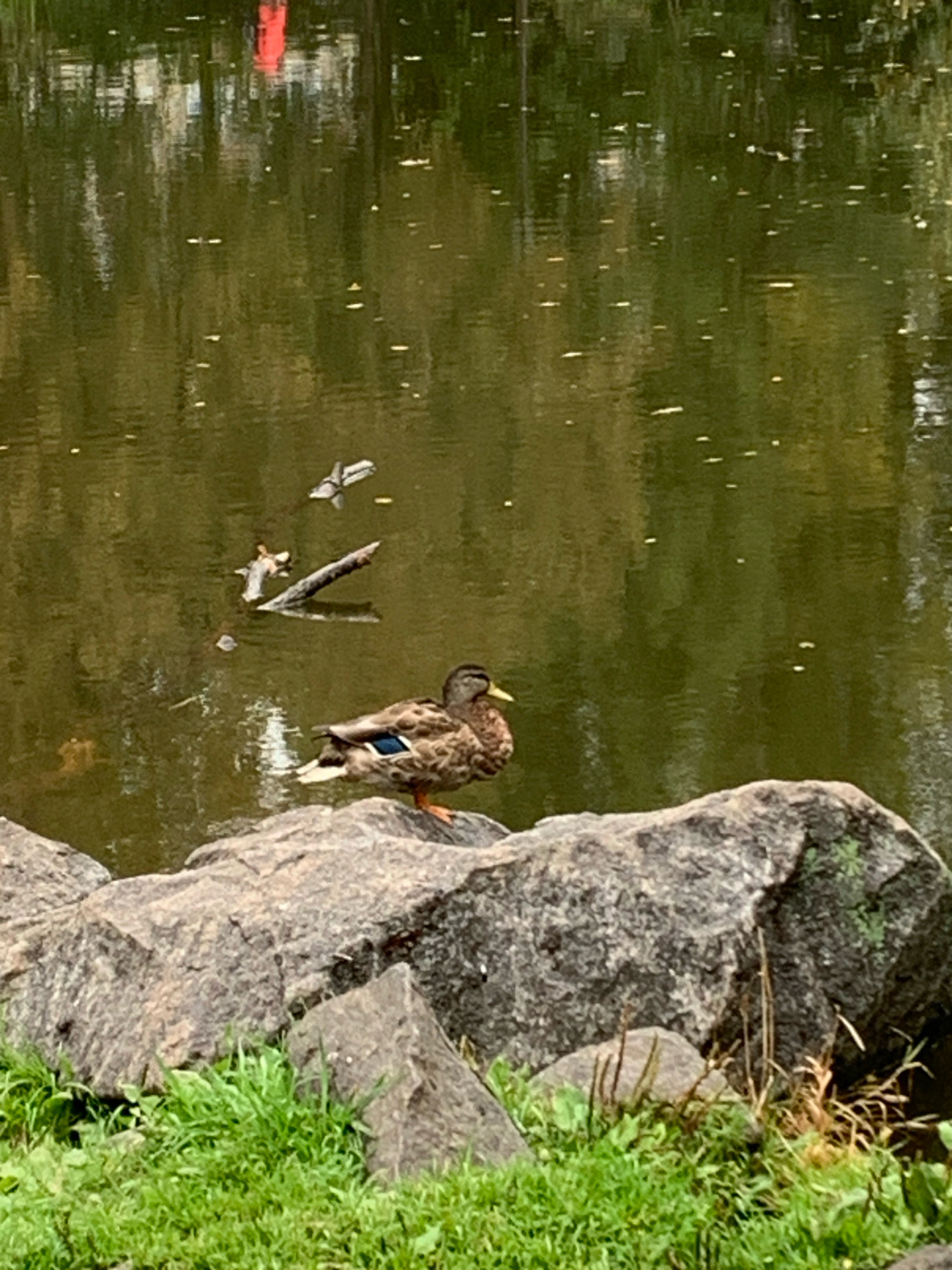 In the foreground, large, rough gray rocks are partially covered by vibrant green grass. Behind the rocks, a calm, murky green body of water reflects the surrounding environment. A single duck stands on one of the rocks, facing left, with its head turned slightly. The duck is brown and white with a blue patch on its wing. In the water, two other ducks are visible further in the distance, along with a submerged branch. The reflection on the water shows hints of trees and possibly a building with a red structure. The overall scene suggests a natural setting within a park or natural area. The image does not provide any information to suggest a specific location in Arkhangelsk, Russia.