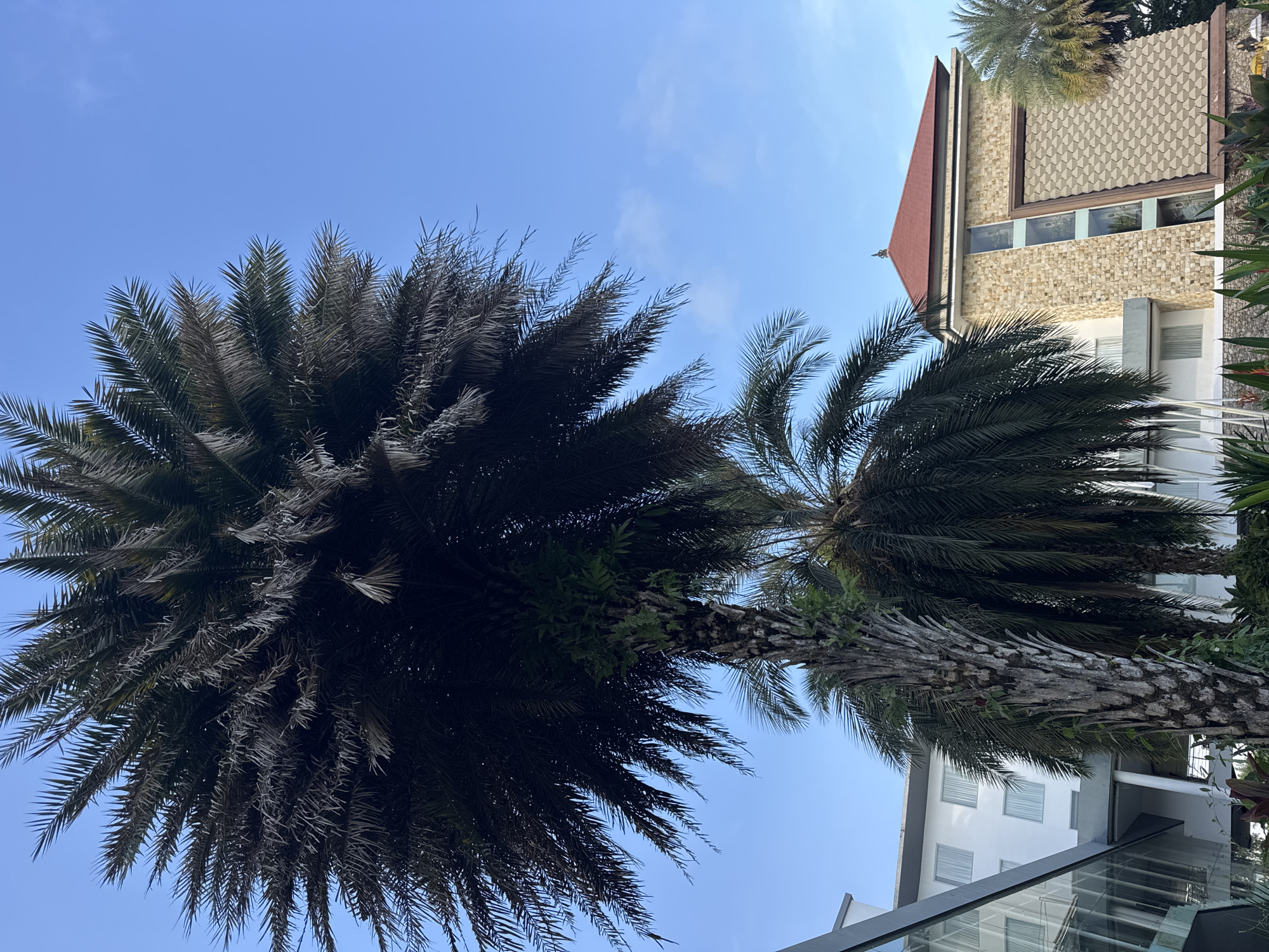 The image shows a low-angle view of palm trees against a clear blue sky, with buildings partially visible in the background. The location is Pecatu, Indonesia. Two prominent palm trees dominate the foreground, their fronds extending in various directions. The palm tree on the left is larger and denser. The palm trees have thick, textured trunks. Behind the trees are buildings with architectural details. A building with a red-tiled roof and patterned exterior is visible. Other buildings with white walls and glass elements are also present. The environment appears to be a tropical or subtropical setting. No people or other subjects are visible in the image.