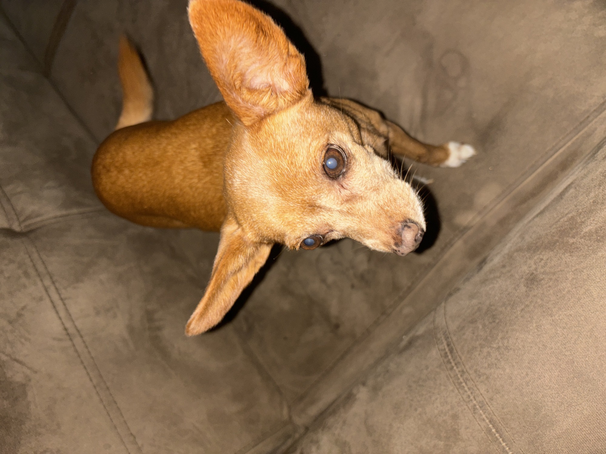 A brown dog is resting on a brown upholstered sofa. The dog has tan fur, large erect ears, and cloudy eyes. Its hind legs are stretched out behind it, with white markings on one paw. The dog is looking upwards towards the camera. The environment is softly lit. The location is not discernible from the image.