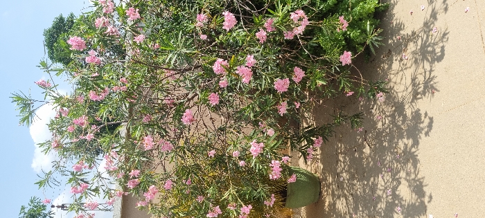 The scene, located in Aketu-Oja, Nigeria, presents a large flowering shrub abundant with numerous clusters of pink blossoms and dark green, lanceolate leaves. A dark green planter pot is situated on the light-colored paved ground to the left of the shrub's base. Behind the central foliage, a light brown wall extends across the mid-ground. Additional green vegetation is visible to the far right and in the distant background. The sky overhead is clear light blue with scattered white cumulus clouds. Bright sunlight casts sharp, intricate shadows of the plant onto the paved surface, where several detached pink petals are also present. No individuals, specific actions, or interactions are observed.