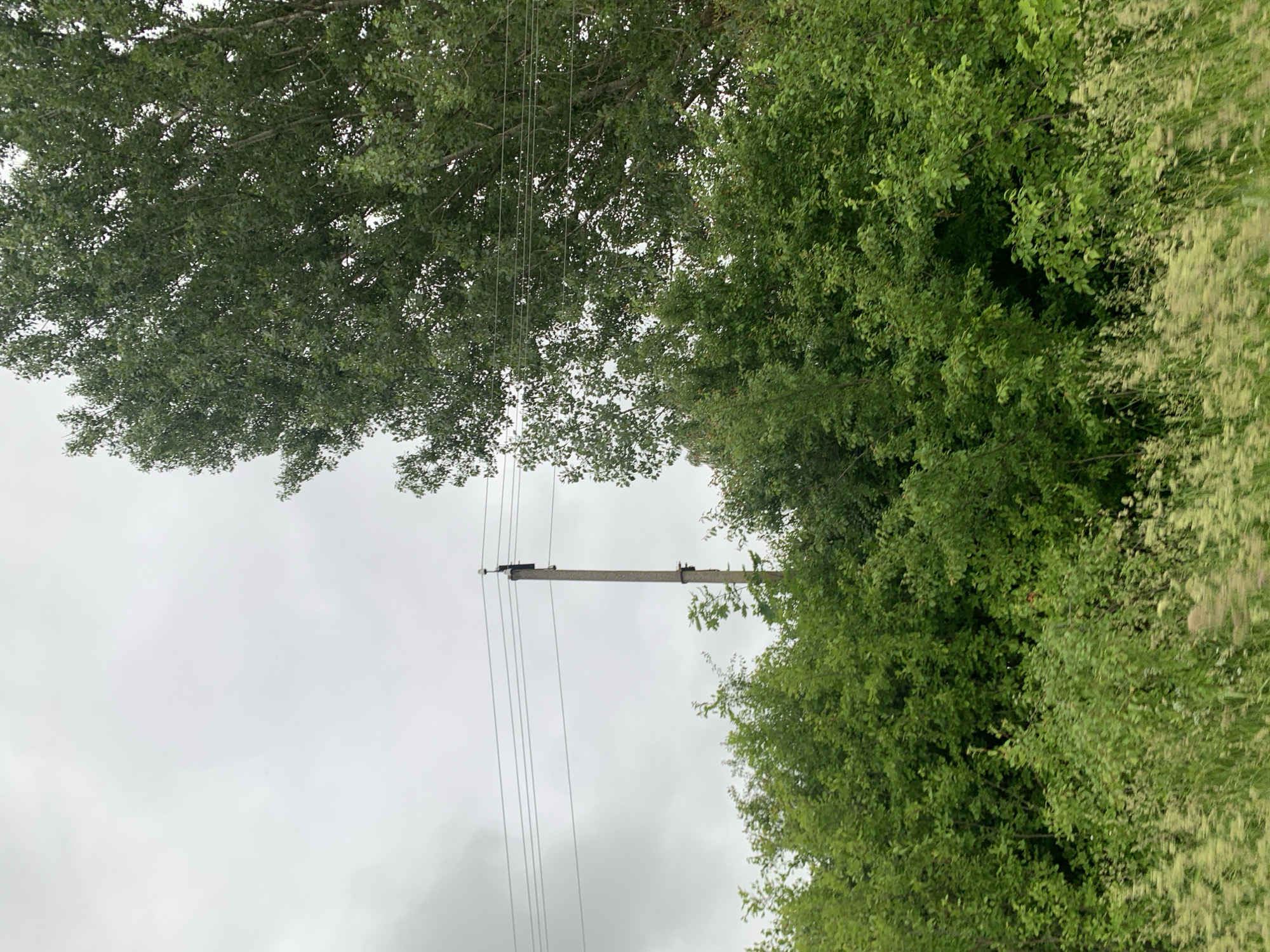 The image captures a section of a rural landscape with a cloudy sky overhead. In the mid-ground, a concrete utility pole stands vertically, supporting multiple power lines that stretch horizontally across the frame. To the right of the pole, a large deciduous tree with dense green foliage dominates the upper portion of the image. Below the power lines and around the base of the pole, a thick growth of various green bushes and smaller trees fills the scene. The foreground features a blur of green vegetation, suggesting movement, possibly from a vehicle. The environment appears to be natural and undeveloped.