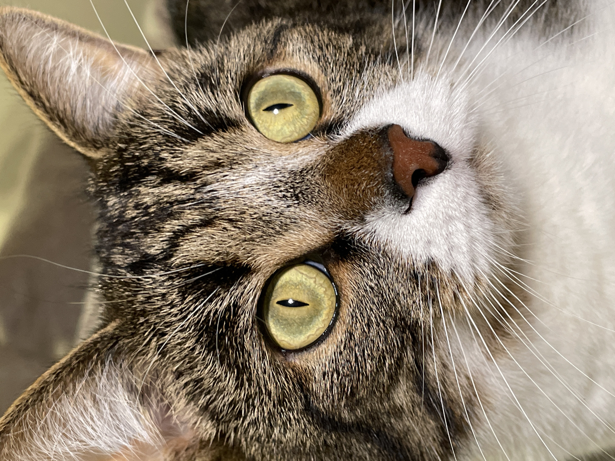 A close-up, upside-down view of a cat's face. The cat has tabby markings with white fur on its lower face and chest. Its eyes are light green, and its nose is pinkish-brown. The whiskers are white and prominent. The background is blurred and out of focus. There is no indication of the city of Izhevsk, Russia.
