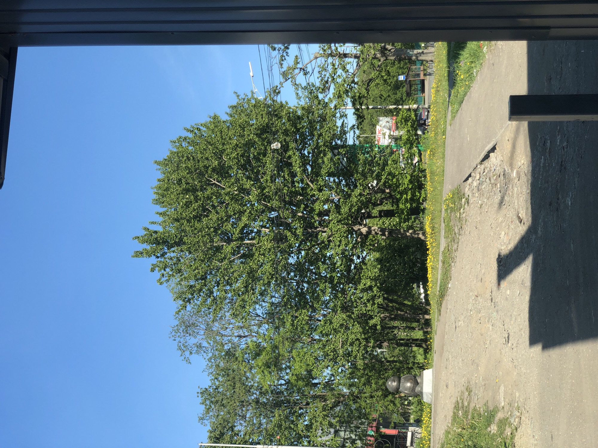 The image depicts an outdoor scene in Petropavlovsk-Kamchatsky, Russia, under a clear blue sky, suggesting a sunny daytime. The view is framed by a dark, horizontal element at the top, possibly a roof or overhang. Dominating the left side of the frame is a large, lush green tree with full foliage. Behind it, a pathway or road runs diagonally from the middle towards the right, bordered by grass and scattered yellow wildflowers.
Further in the background, more trees are visible, and a bus stop shelter with a person inside can be seen to the left. There are also power lines and poles crisscrossing the scene. On the right side of the pathway, a significant shadow is cast, indicating the sun is positioned to the left and slightly behind the viewer. The ground is a mixture of dirt, gravel, and some scattered debris. In the distance, several buildings and structures are partially obscured by trees, including a billboard with some Cyrillic text. The overall atmosphere is peaceful and suggests a normal day in a suburban or park-like setting.