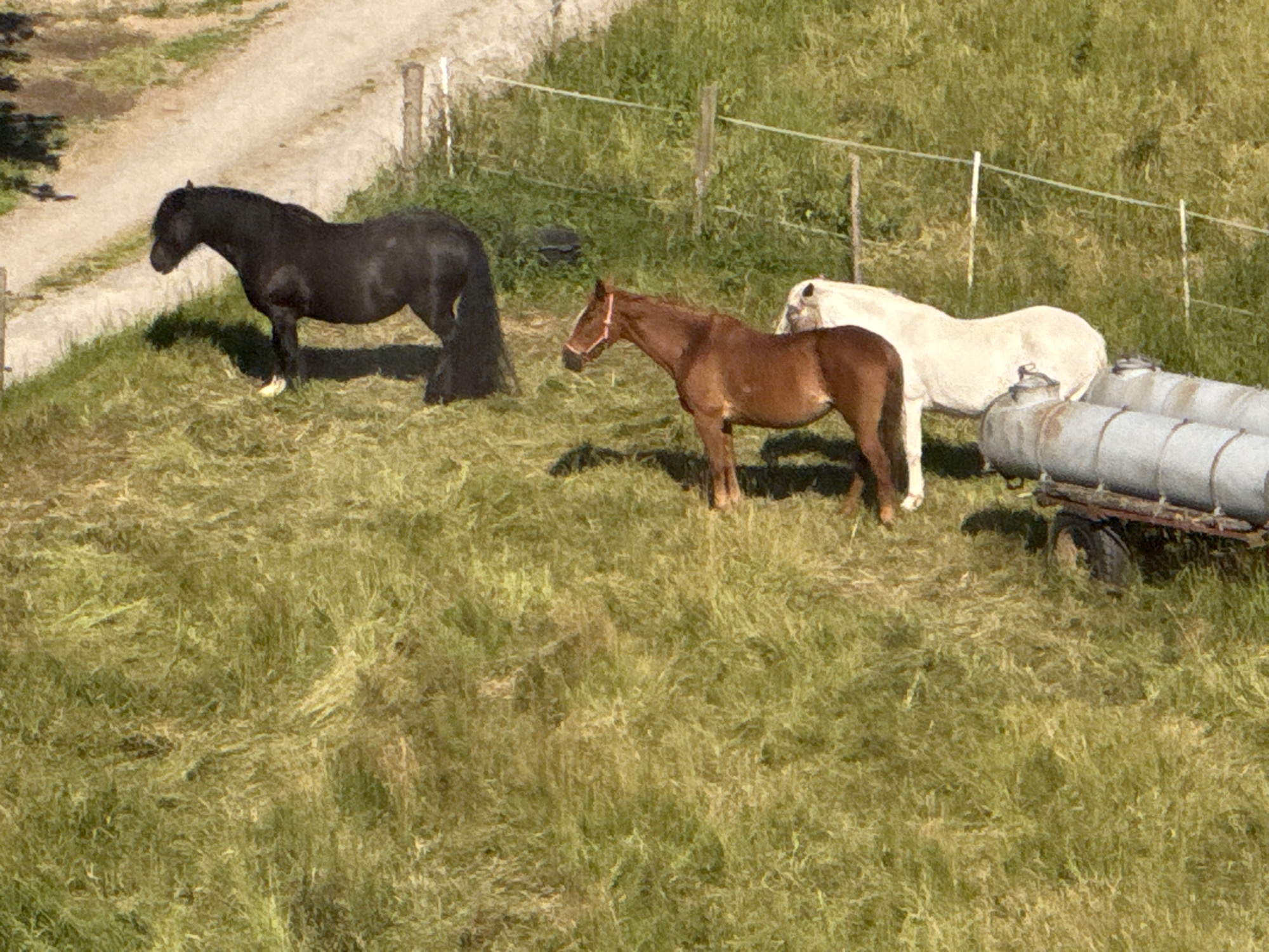 A high-angle, long shot depicts three horses in a grassy field in Strümpfelbrunn, Germany. A black horse is positioned on the left, facing right, with its head down. In the center, a brown horse faces left, its head slightly raised. To the right, a white horse stands facing left, behind the brown horse. The horses are in a sunlit, grassy area with a dirt path visible in the background to the left. A fence runs horizontally across the middle ground, and two cylindrical tanks on a trailer are located on the right side of the frame. The environment appears rural, with a focus on the animals and their surroundings.