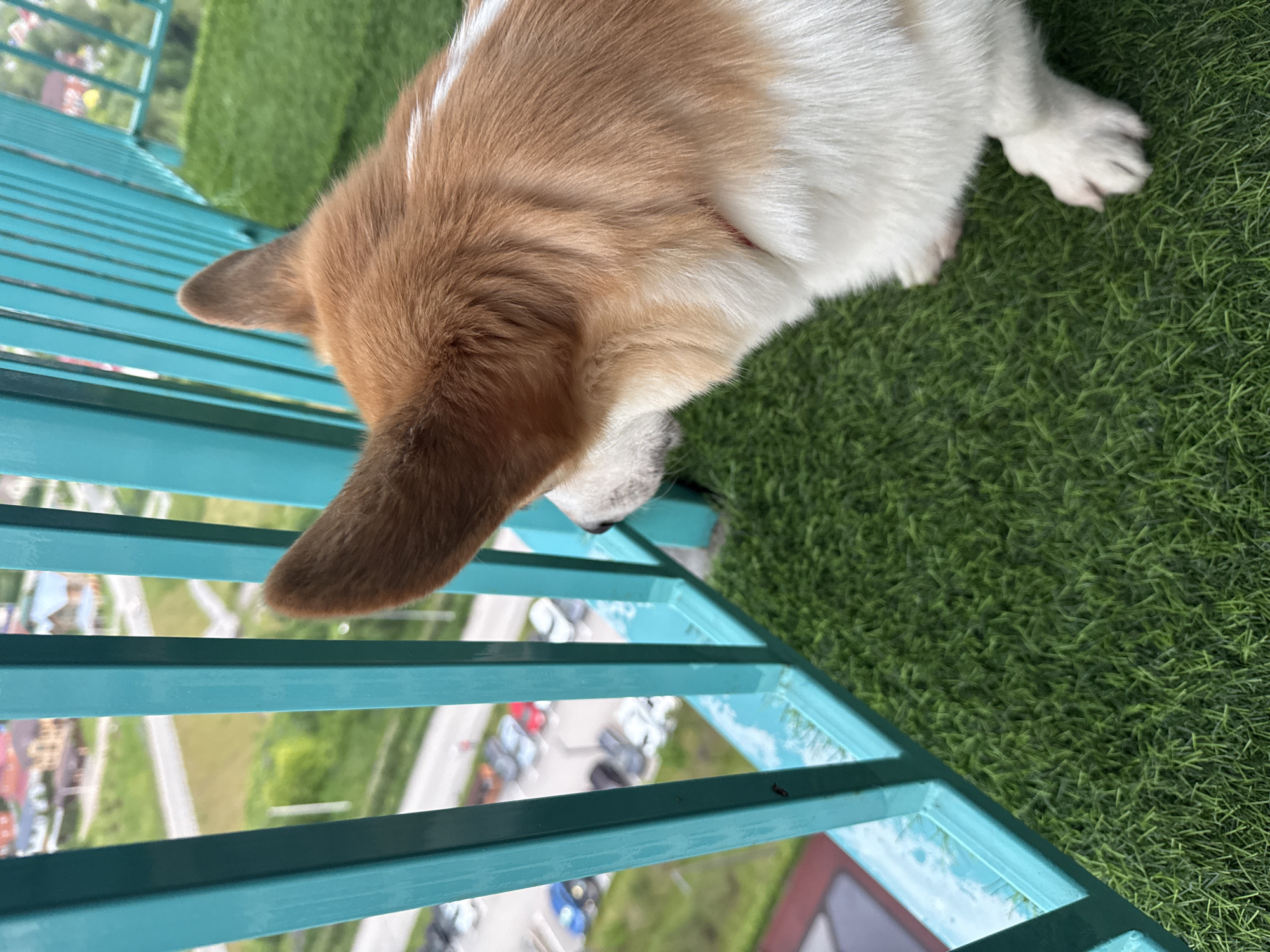 The image depicts a Corgi dog with tan and white fur standing on artificial grass on a balcony. The dog is looking over a turquoise metal railing, through which a street with parked cars and some buildings in the distance are visible. The scene appears to be from a residential building, likely in an urban setting. The weather seems overcast.