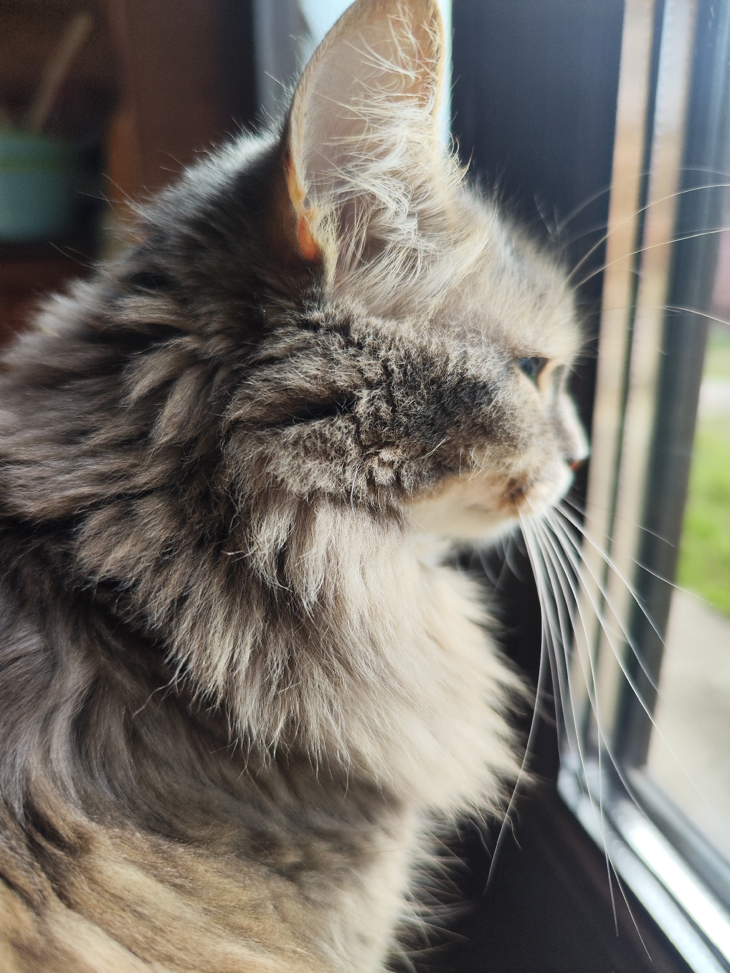 A close-up shot focuses on the head of a long-haired, grey cat as it gazes out of a window. The cat is positioned in profile, its ear pointed upwards. The cat's whiskers are long and prominent, extending towards the window frame. The background shows the exterior view from the window, revealing green vegetation and suggesting an outdoor setting. The image does not show any indication of a location in the city of Chaikovsky, Russia.