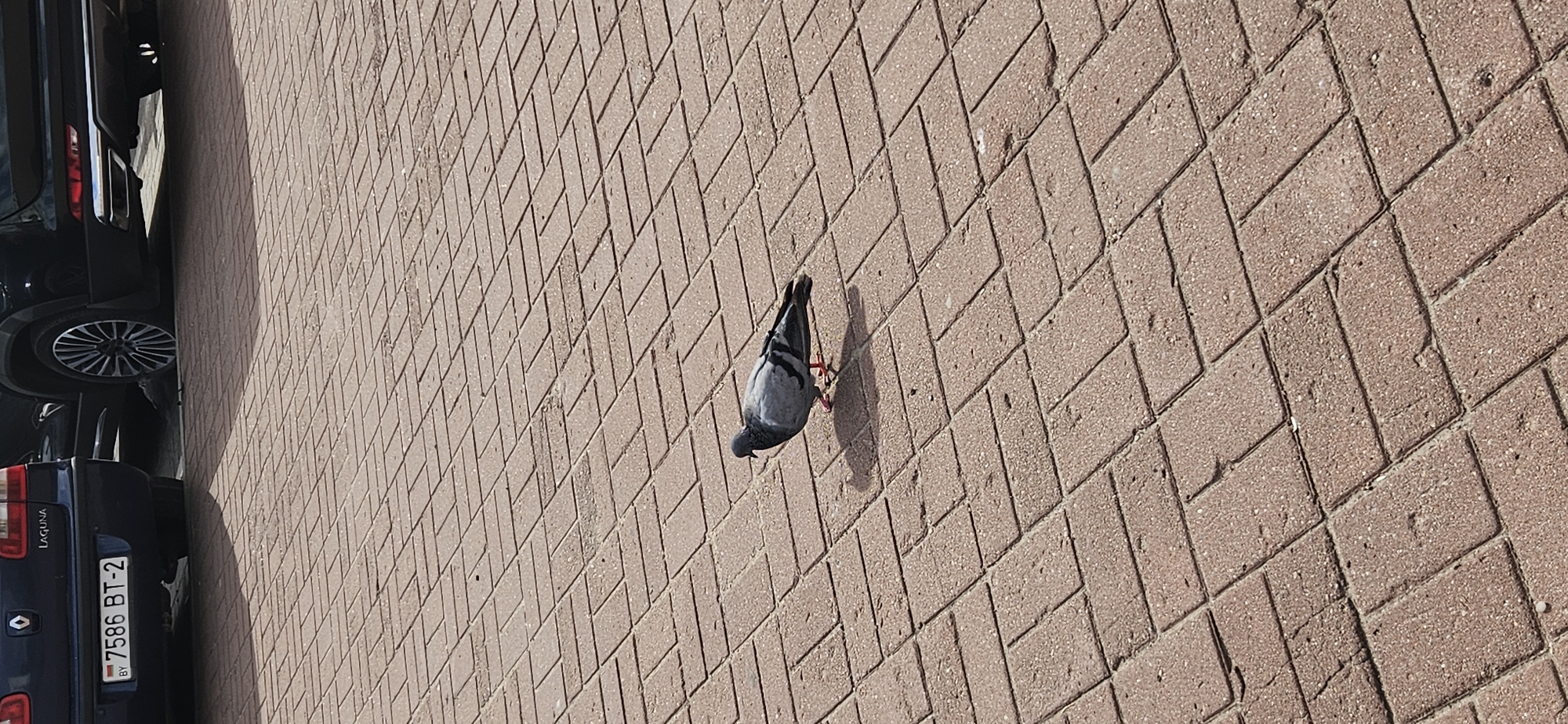 A single grey pigeon stands on a brown brick pavement in an outdoor urban setting. The pigeon is facing to the left and its shadow is cast to the right. In the background, the rear of a dark blue car is visible on the left, with a license plate reading "BY 7586 BT-2". To the right of this car is a black SUV with a prominent silver wheel. The pavement is laid in a herringbone pattern.
