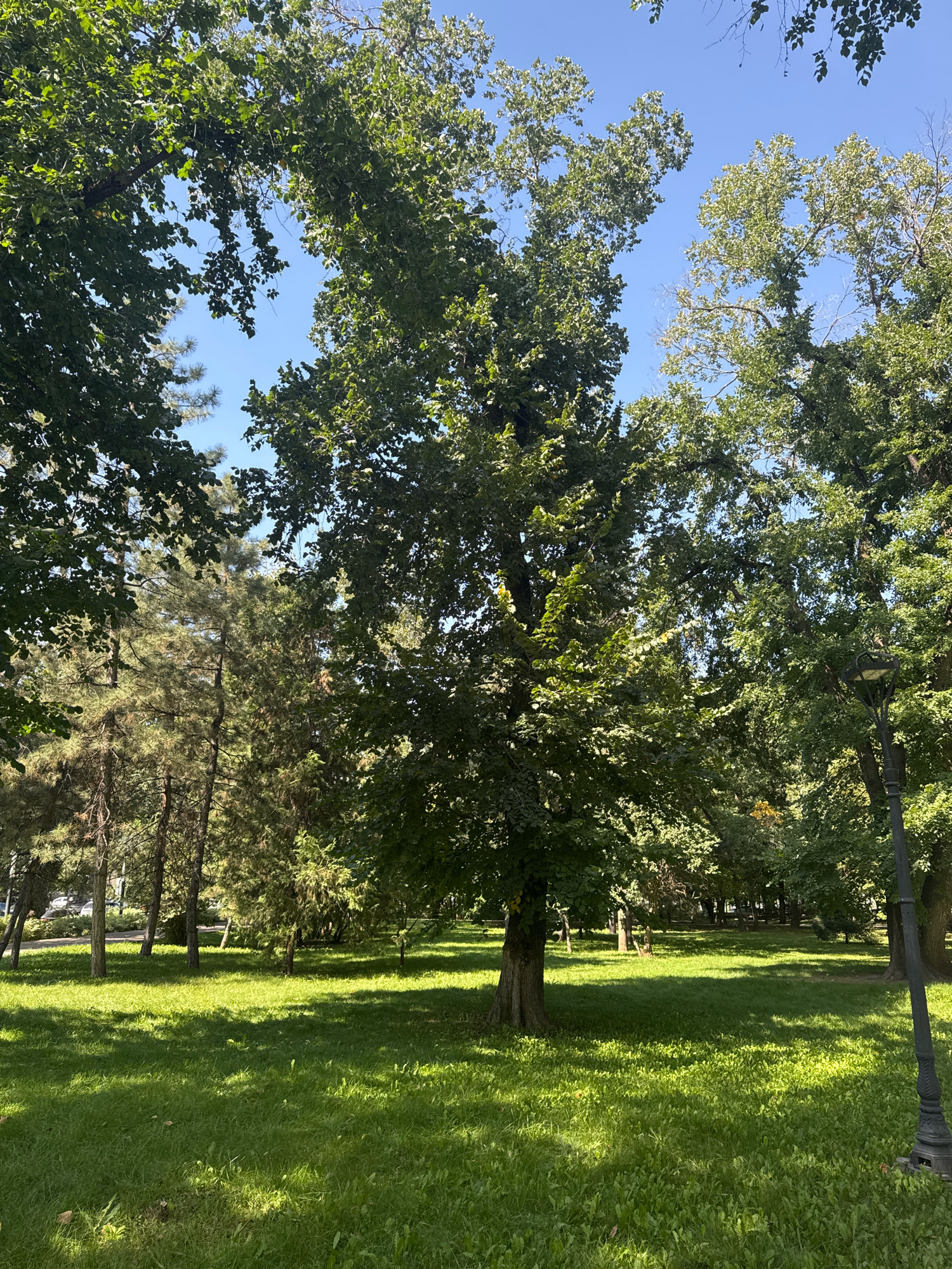 The image depicts a sunlit park with a central, large tree casting a shadow on the lush green grass. The park is surrounded by other trees, including tall pines and deciduous trees with dense foliage. A vintage-style lamppost stands on the right side of the frame. In the background, a paved path is visible, with cars parked along it, suggesting an urban setting. The sky is clear and blue. Based on the presence of diverse tree species, well-maintained green spaces, and urban infrastructure like lampposts and paved paths, this scene is consistent with a public park in Almaty, Kazakhstan, such as Park of the First President or Kok Tobe Park. There are no people visible in the image.