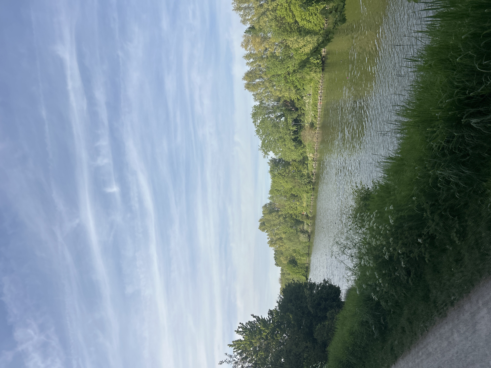 The image displays a serene outdoor landscape featuring a body of water, likely a canal or river, under a bright sky. The sky, occupying the upper left portion of the frame (when correctly oriented), is a clear light blue, accented with numerous delicate, wispy white clouds that stretch in long, parallel formations across the expanse.
The calm surface of the water, situated in the middle of the scene, shows subtle ripples and appears a muted greenish-grey, gently reflecting the sky and the surrounding foliage. Both banks of the water body are densely lined with vibrant green vegetation. The far bank is covered by a continuous stretch of lush, mature trees, their leaves a fresh green.
On the near bank, a thick margin of tall, dark green grass and bushes, interspersed with small clusters of white flowers, separates the water from a pathway. A light-colored, unpaved path, possibly gravel or dirt, runs along the bottom edge of the frame.
No people or animals are distinctly visible, and no specific activity is taking place. The scene suggests a peaceful natural environment on a clear, bright day, likely during late morning or early afternoon, with pleasant weather conditions. There is no visible text in the image.