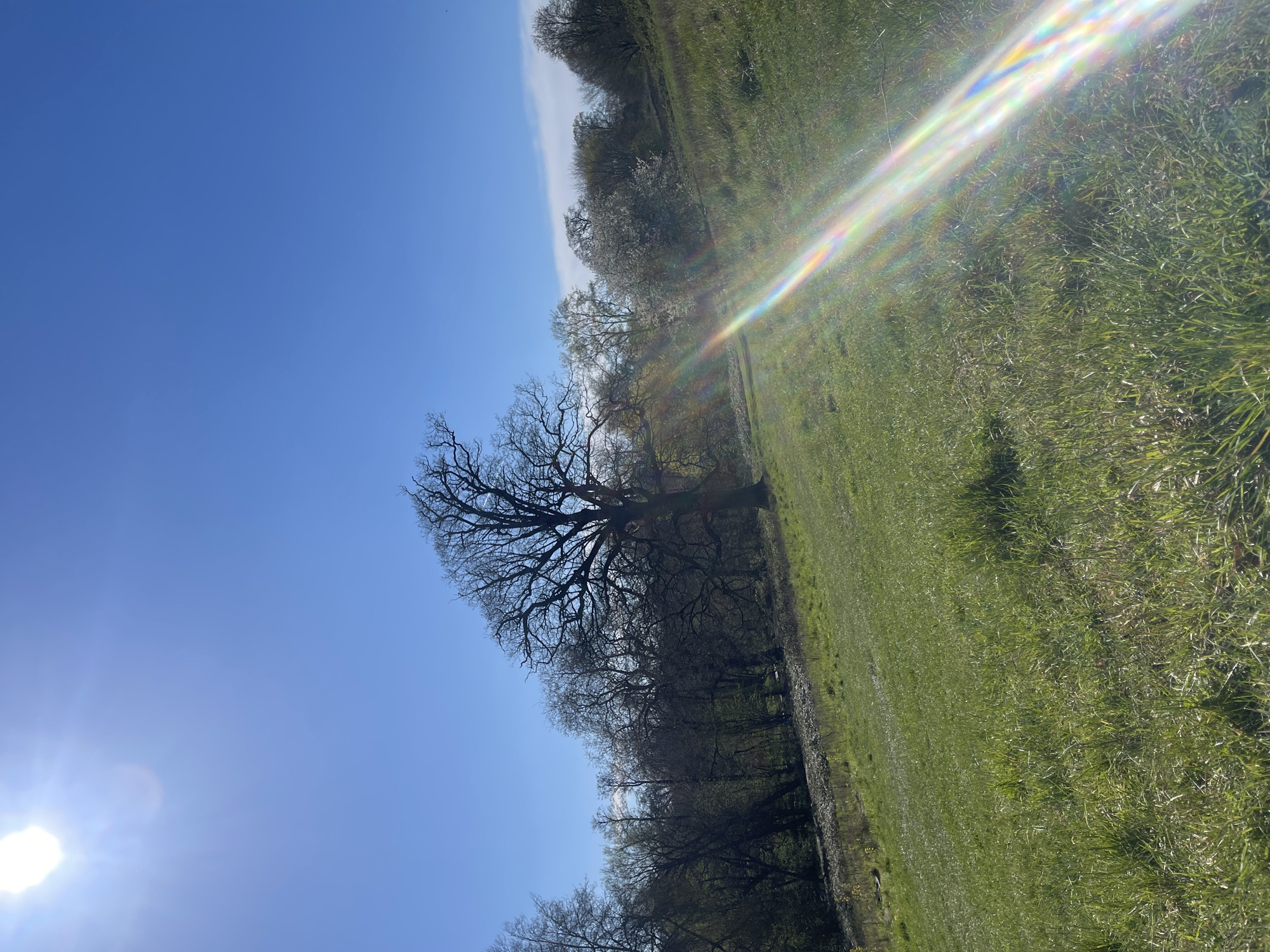 The image captures a rural scene in Maidstone, United Kingdom, likely a park or open field. A row of trees stretches across the middle of the frame, some bare-branched and others beginning to show signs of spring foliage. To the right is a green field with varied textures of grass and some wildflowers scattered within. A bright sun shines in the lower left corner, casting a lens flare across the field. The sky is a clear, light blue. There are no visible people or explicit interactions. The composition is dominated by the natural environment.