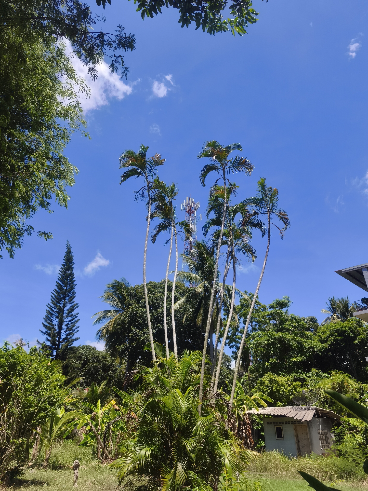 A view of a lush landscape in Baan Bo Phut, Thailand, under a bright blue sky with scattered clouds. Tall, slender palm trees with sparse foliage rise above a dense layer of green vegetation, which includes other types of trees, bushes, and ground cover. A telecommunications tower with antennae is visible behind the palm trees. A small, dilapidated structure with a tiled roof and a single window is partially obscured by vegetation. A tall, evergreen tree with a pointed top stands to the left of the palms. The overall scene conveys a tropical, somewhat overgrown environment with a mix of natural and man-made elements.