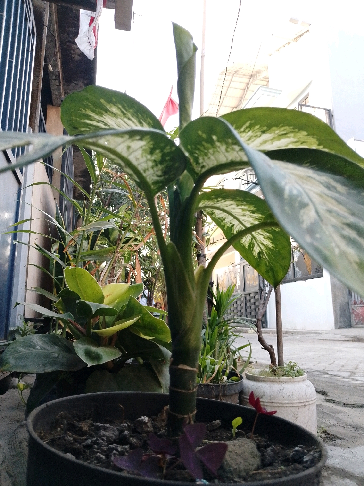 The image depicts a close-up view of potted plants outdoors, suggesting a residential or public garden area. A large plant with broad, variegated green and white leaves dominates the foreground, its stem thick and textured. Beside it, other plants are visible in their respective pots, including a plant with smaller, glossy green leaves and thinner, reedy plants. In the lower portion of the frame, a dark-colored pot contains soil with a few small seedlings and some dark purple leaves. A thin, red flower with three petals is also present, growing near the edge of this pot. The background reveals an outdoor environment with a paved surface, possibly a sidewalk or courtyard, and structures of buildings. Part of a metal gate or fence is visible on the left. The scene is lit by natural light, casting subtle shadows. The presence of what appear to be Indonesian flags, partially visible and white with red markings, along with the characteristic architecture and building materials, strongly suggests the location is Pasuruan, Indonesia.