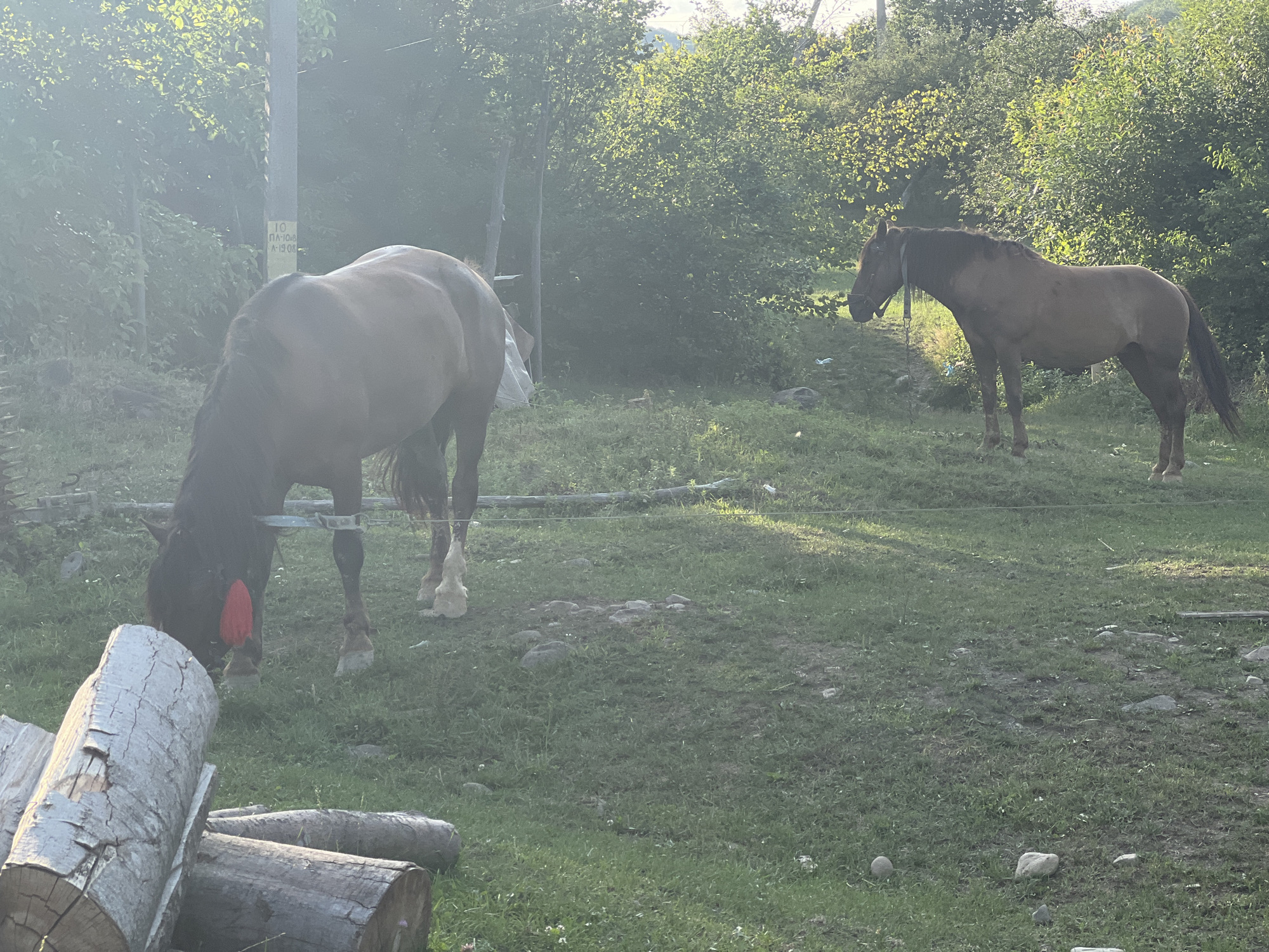 The image depicts an outdoor scene in a grassy area with trees in the background. Two horses are present. The horse in the foreground is brown with a dark mane and tail, and is facing left, with its head lowered as if grazing. It has a red object around its lower hind legs. The horse in the background is also brown and is standing to the right, facing left. It appears to be wearing a bridle. In the foreground, there are several logs of wood stacked. The environment suggests a rural or semi-rural setting. The image is taken in natural light, with some areas appearing overexposed due to sunlight. The location is identified as Сонячне, Ukraine.