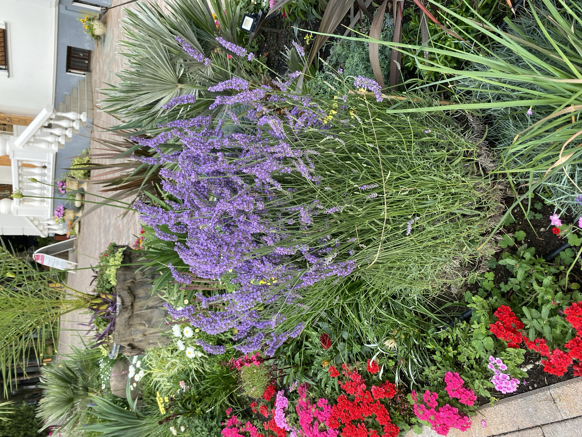 The image captures a vibrant flowerbed in front of a white building with a grand staircase and balustrade, likely in Sochi, Russia, as indicated by the lush, subtropical foliage. The foreground is dominated by a large clump of blooming lavender, its purple spikes reaching upwards. To the left of the lavender, a variety of smaller flowers in shades of red and pink are densely packed. Behind the lavender, a variety of palm trees and other leafy plants create a layered effect. A rough-hewn planter with purple-leafed plants sits further back, adding texture. The ground in front of the flowerbed is paved with light-colored brickwork. The building's architecture suggests it could be a hotel or a public institution. The overall scene is one of natural beauty and careful landscaping.