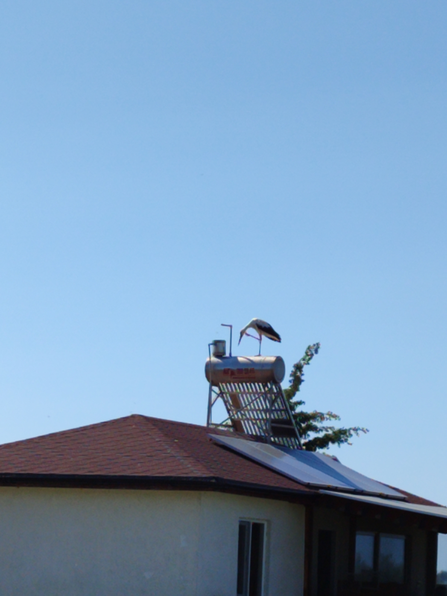 A white stork stands on top of a solar water heater on the roof of a building. The building has a red tiled roof and white walls. The sky is clear and blue.