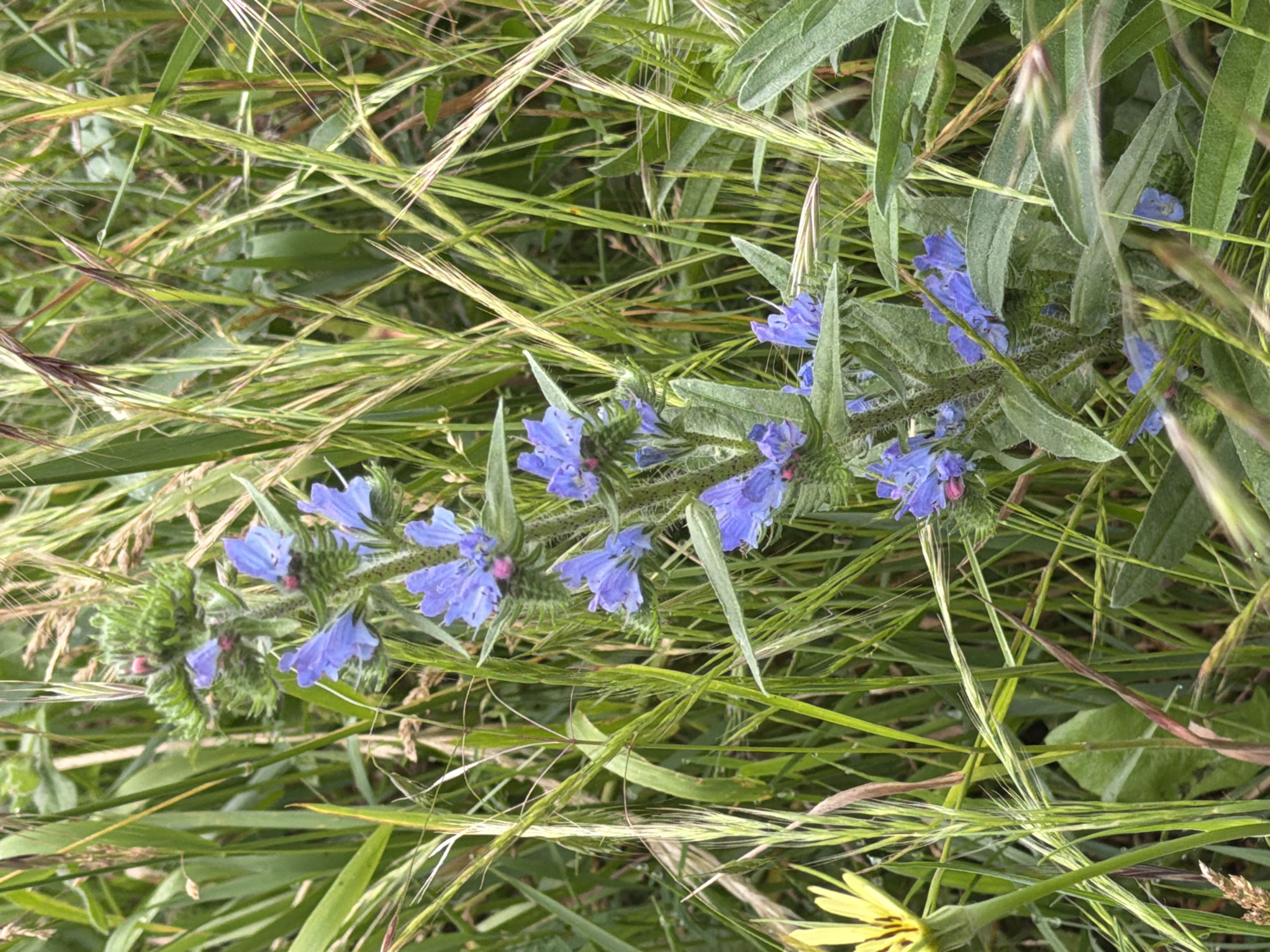 The image depicts a close-up, ground-level view of wild vegetation in Sofia, Bulgaria. The central subject is a tall plant featuring a vertical stalk adorned with numerous bright blue to purplish-blue, funnel-shaped flowers, each exhibiting small pink or purple stamens. The plant's stem and leaves appear textured, possibly bristly or hairy, with elongated, somewhat dusty green foliage. This plant is surrounded by a dense matrix of various grasses and broad-leaved green plants. Several types of grass are visible, some with delicate, wispy seed heads or awns. In the lower left quadrant, a partial view of a yellow flower with fine, radial petals is present. The scene is illuminated by natural light, suggesting an outdoor environment such as a field, meadow, or roadside verge within the city. No human figures or man-made objects are discernible.