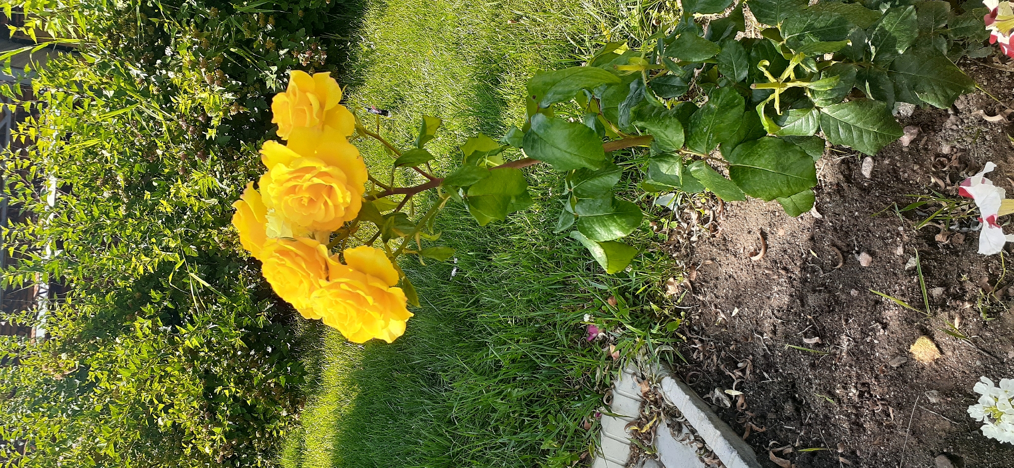 In Choktal, Kyrgyzstan, a close-up shot captures a vibrant cluster of five yellow roses in full bloom, their petals slightly unfurled. The roses are positioned centrally in the frame, with their stems and green leaves extending downwards. Behind the roses, a dense, green bush forms the background, its leaves illuminated by the sun. To the left of the roses, a patch of lush green grass is visible, with a grey concrete border running along the edge of the garden bed. The garden bed itself is composed of dark soil, with scattered small stones and fallen leaves. The scene is bathed in the warm light of a sunny day.
