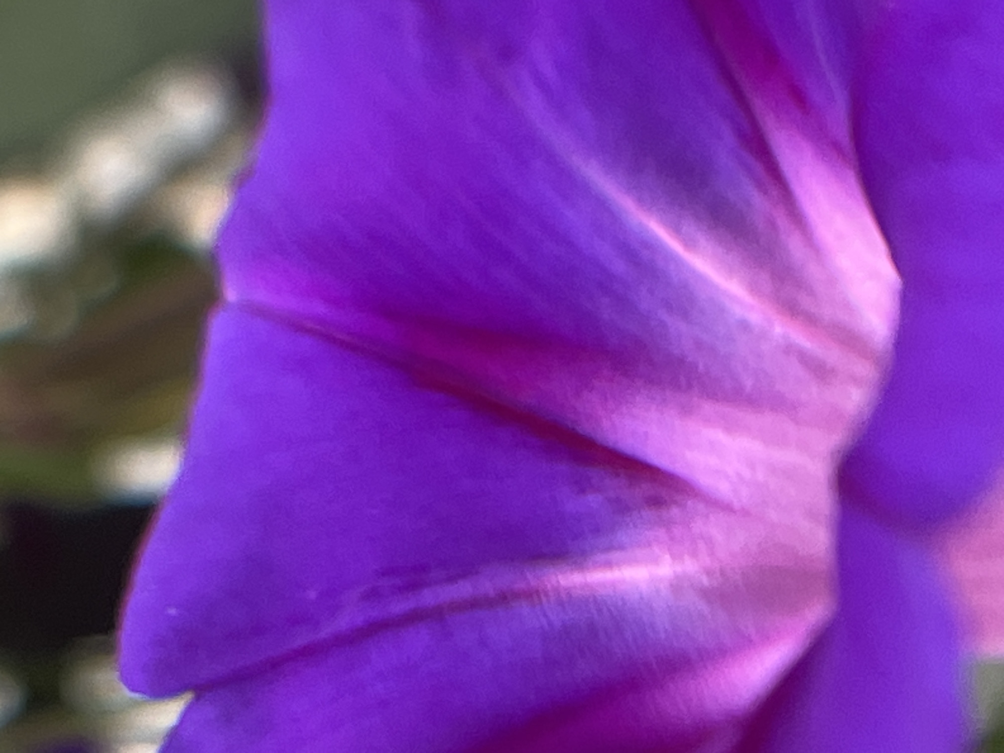 The image is a close-up, abstract photograph of a purple flower petal. The petal exhibits a gradient of color, transitioning from a deep purple on the outer edges to a lighter pinkish-purple in the center where veins are visible. The texture appears soft and velvety, with the light catching the curves and folds of the petal. The background is blurred and out of focus, suggesting a natural setting with hints of green and light colors, possibly other foliage or sunlight. There are no people or distinct objects, only the detailed surface of the flower. The specific location within Krasnyye Barrikady, Russia, cannot be determined from the image alone.