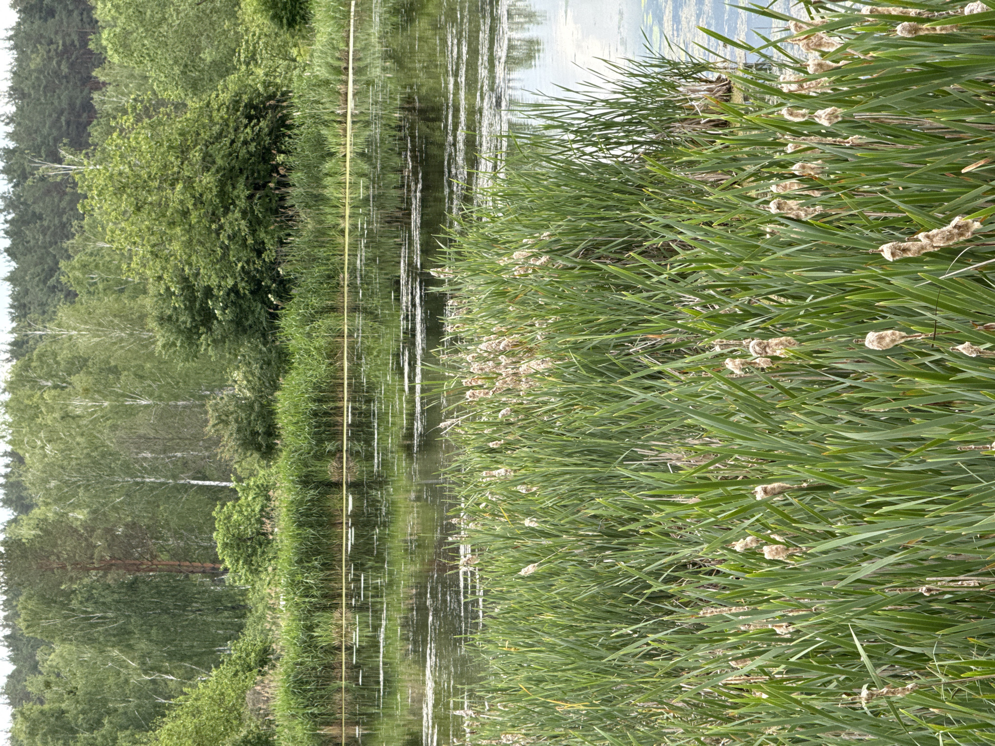 The image displays a natural landscape in Mykolaivka, Ukraine, featuring a body of still water bordered by dense vegetation. In the immediate foreground, a wide expanse of cattails (Typha species) fills the frame, characterized by numerous green, sword-shaped leaves and multiple mature, light brown, fluffy seed heads. The water surface in the midground reflects the sky and surrounding foliage, with scattered patches of green algae or floating vegetation. Beyond the water, a distinct band of tall green reeds and grasses marks the far bank. The background consists of a dense, mixed forest with vibrant green foliage, including identifiable birch trees with white bark and darker coniferous trees. A solitary tall conifer with reddish-brown bark is prominent within the central part of the distant forest. The sky above the treeline appears light and overcast. No human activity, animals, or artificial structures are present.