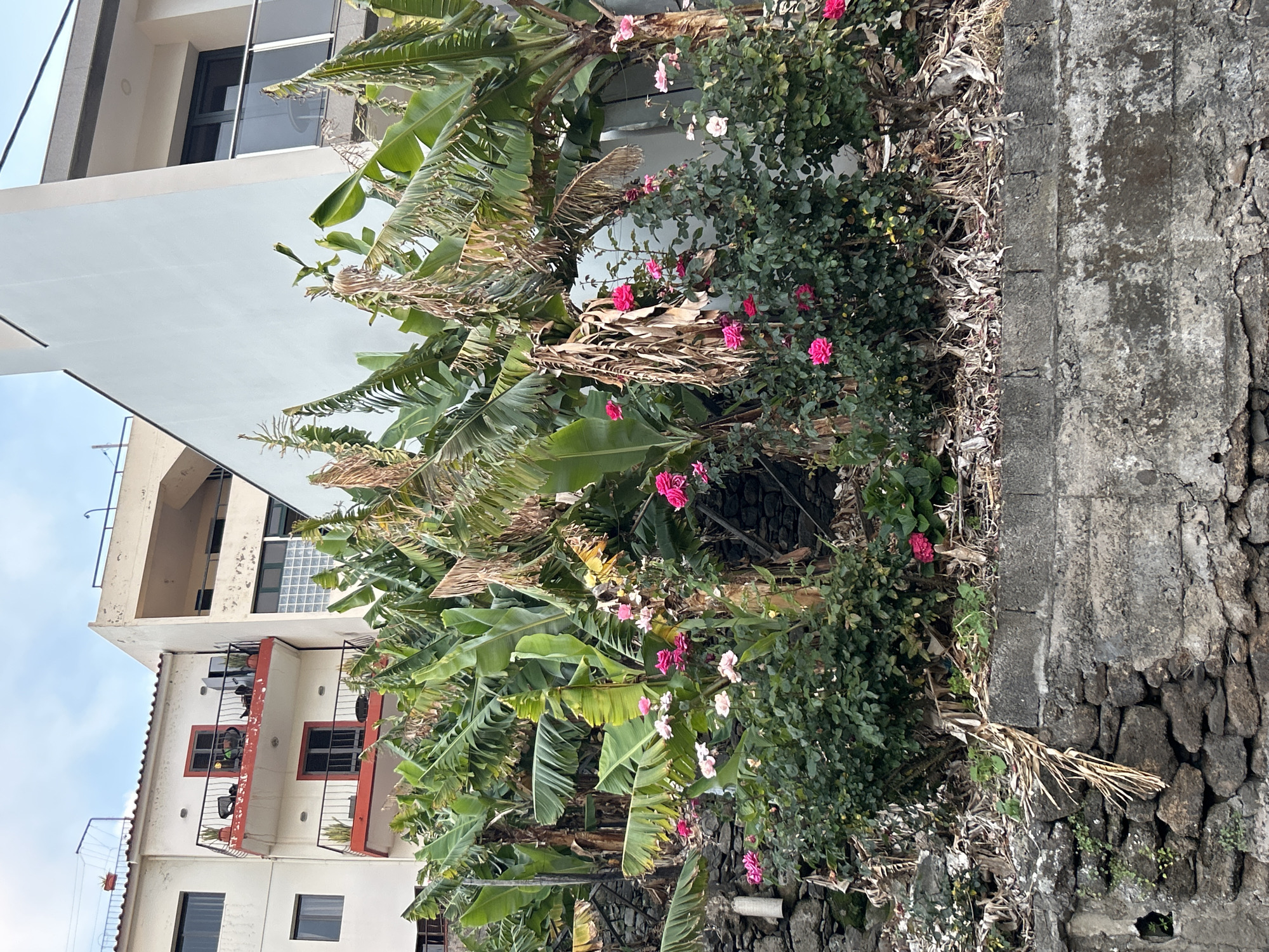 The image depicts a street scene in Câmara de Lobos, Portugal. A stone wall runs along the right edge. Adjacent to the wall is a dense mixture of vegetation, including banana trees and flowering bushes with pink and white roses. Behind the vegetation are multi-story buildings with white facades and balconies. The sky is visible in the upper left corner.