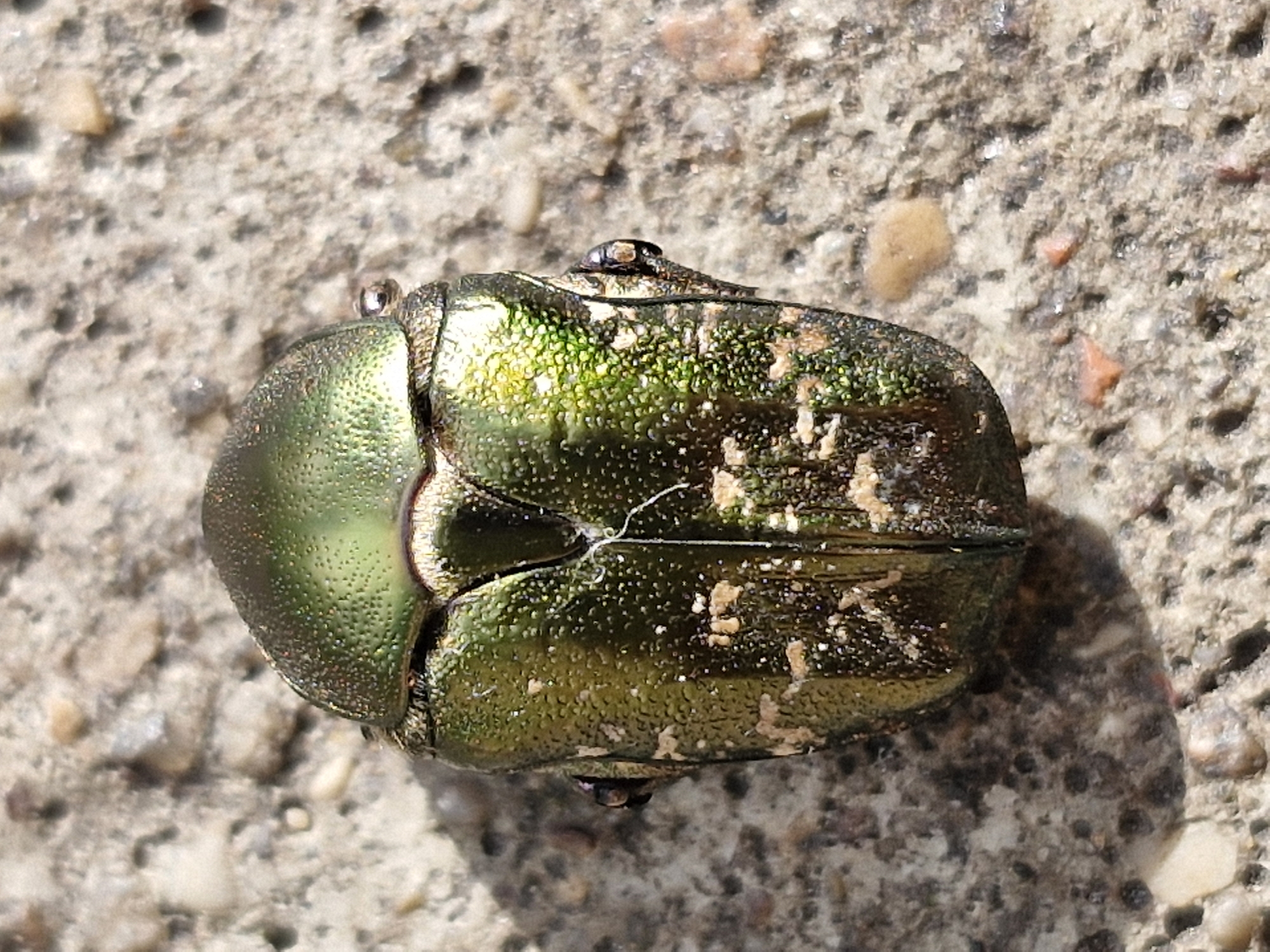 A top-down, medium shot captures a metallic green beetle on a coarse, speckled gray surface. The beetle, oriented vertically and facing upwards, has a smooth, iridescent carapace with hints of yellow and brown mottling. Its body is segmented, with visible wing casings and a distinct head. The textured surface beneath the beetle appears to be concrete or asphalt, with small pebbles and irregularities. The lighting suggests an outdoor environment, with bright sunlight casting a subtle shadow. The location is Unknown, Unknown.