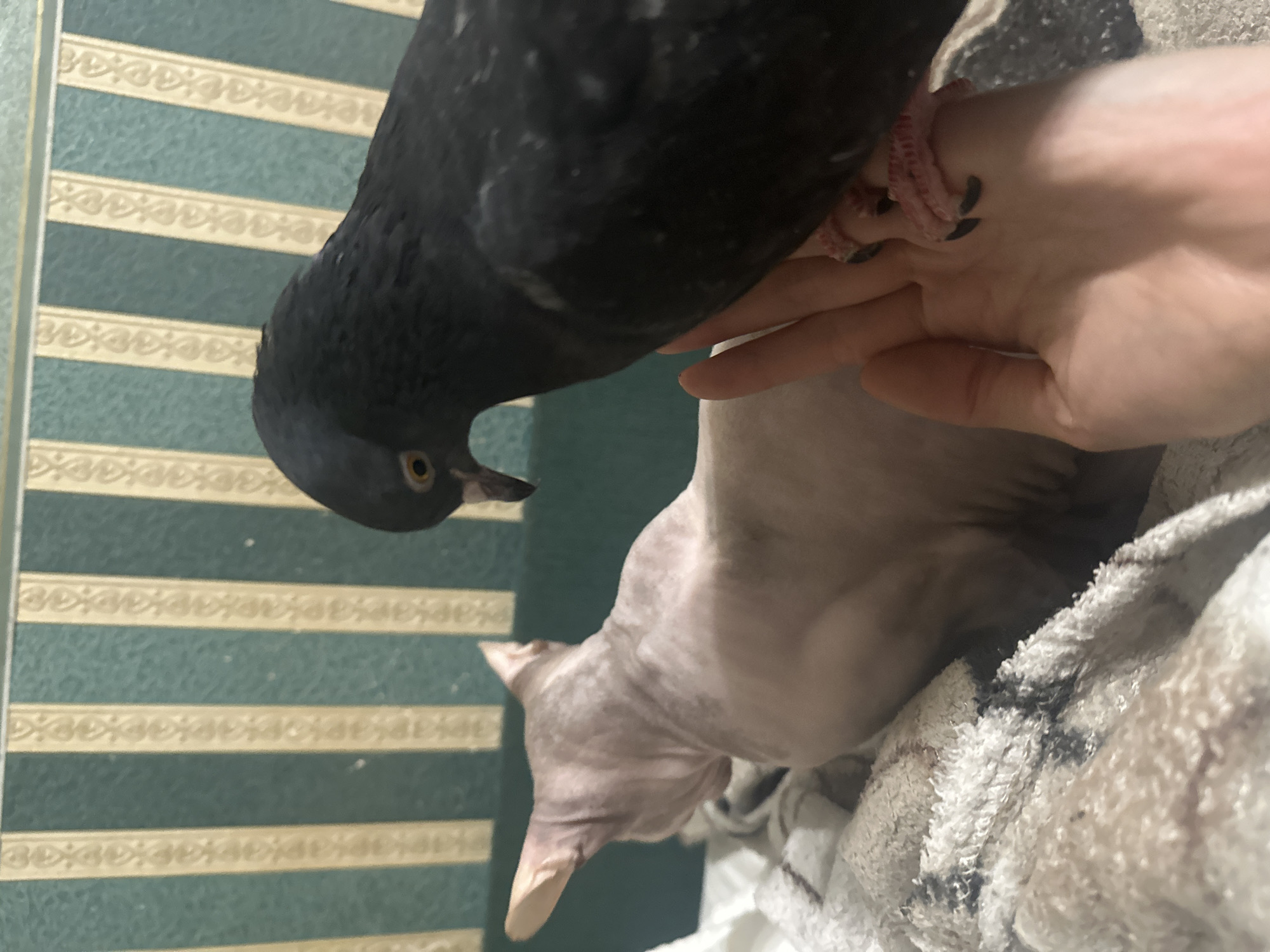 In Togliatti, Russia, a dark-feathered pigeon is perched on a human hand, its talons gripping the palm. The pigeon faces towards the right of the frame, with its head tilted slightly down. To the left, a light-pink Sphynx cat sits facing away from the camera, its hairless body visible. The cat is resting on a textured, off-white blanket. Behind the animals, a wall is covered in wallpaper featuring vertical green and light yellow stripes with a decorative pattern. The scene appears to be indoors, possibly in a residential setting.