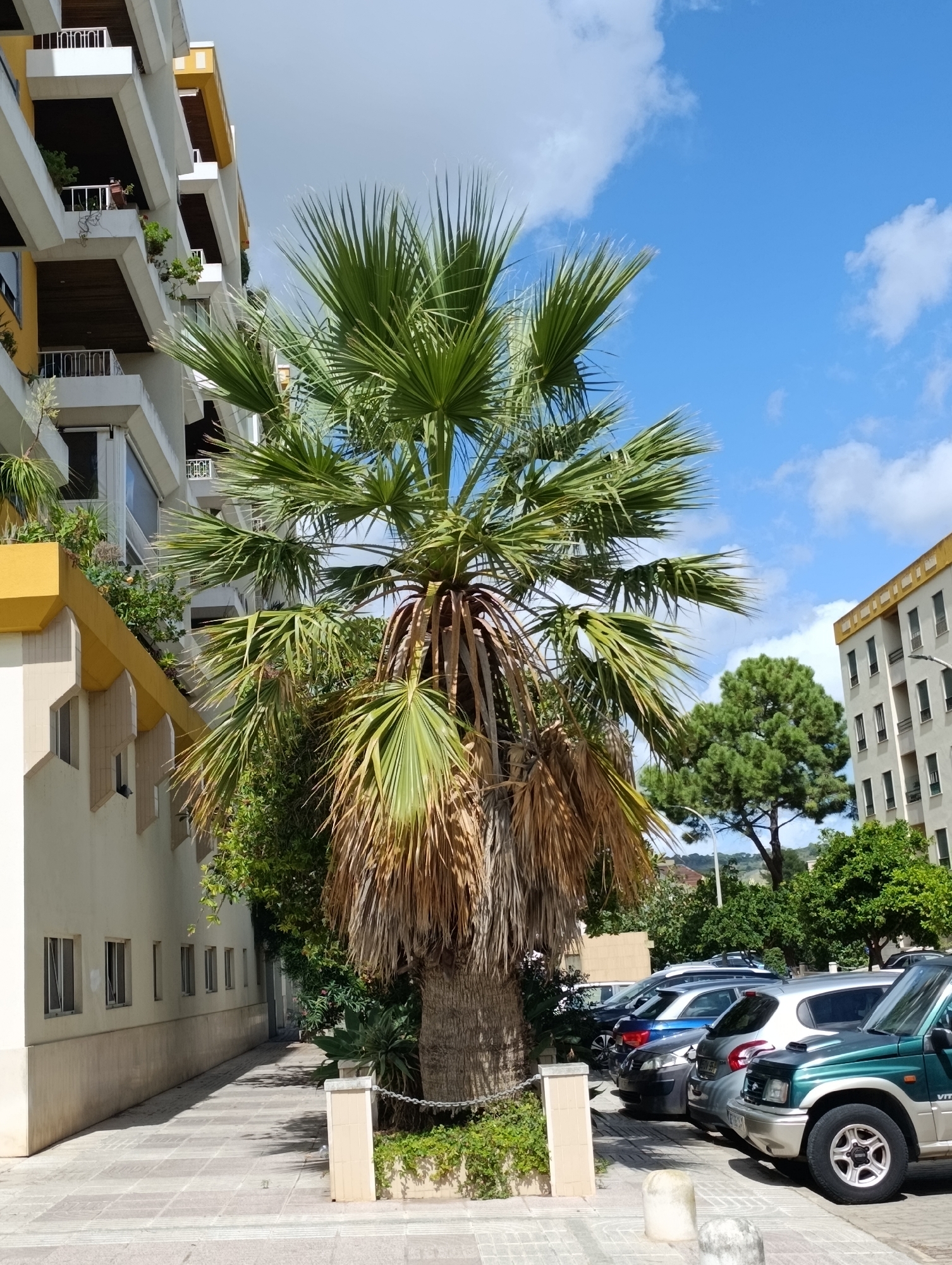 The image shows a street scene in Setúbal, Portugal, on a bright, sunny day with scattered clouds. In the foreground, a large palm tree with green and brown fronds stands beside a sidewalk paved with square tiles. To the left of the palm tree is a cream-colored building with a distinctive yellow, angular facade and multiple balconies. The building has several windows. Beyond the palm tree, a row of parked cars is visible, including a green SUV in the right foreground, followed by a silver car, a dark blue car, and other vehicles further down the street. Behind the cars and the palm tree, there is a dense arrangement of green trees and another multi-story building with a light-colored facade and numerous windows. The sky is a vibrant blue. The scene appears to be a typical urban environment in a warm climate.