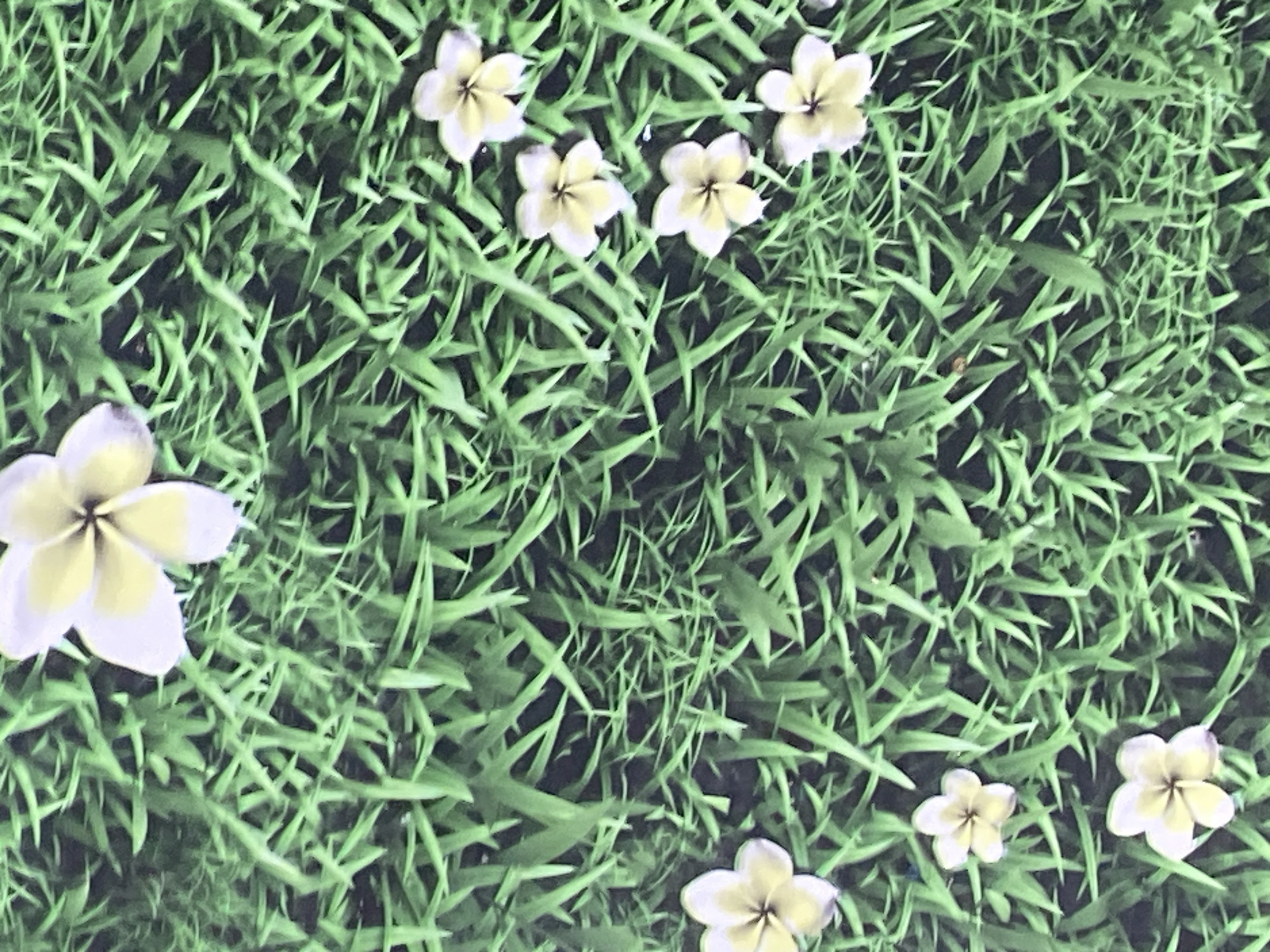 A close-up, overhead shot features a patch of vibrant green grass with several pale yellow and white flowers scattered across it. The flowers, which appear to be plumeria, have five petals with darker yellow centers and are arranged sporadically throughout the frame. The grass blades are long and thin, creating a dense, textured ground cover. The lighting is bright, highlighting the details of the grass and flowers. There are no people or any other objects present in the image. The scene is natural and serene. There is no information provided regarding the location of Jauro Yinu, Nigeria, and therefore it cannot be included in the description.