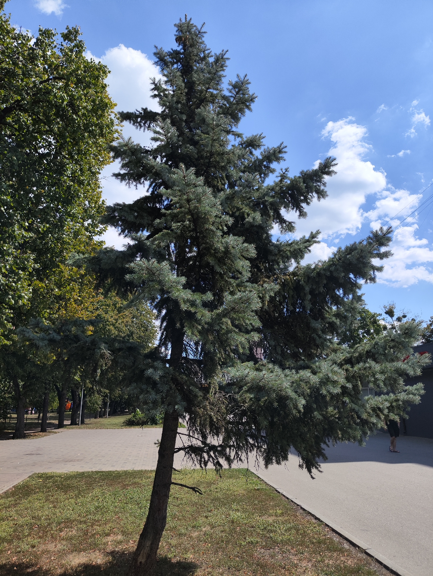 A blue spruce tree stands on the right side of a paved walkway in Kharkiv, Ukraine. The tree has a rough, dark brown trunk that slopes to the left, with several branches extending outwards. Its needles are a dusty blue-green color. Behind the spruce, a line of deciduous trees with green leaves forms a backdrop. The walkway, paved with light gray rectangular stones, curves to the left. A patch of dry, brown-green grass with scattered leaves borders the walkway on the left. In the background, beyond the trees, a dark gray building with a few windows is visible on the right. A person wearing dark shorts and sandals is standing on the walkway near the building. The sky is bright blue with scattered white cumulus clouds. The lighting suggests it is daytime, possibly late morning or early afternoon, with the sun casting shadows.