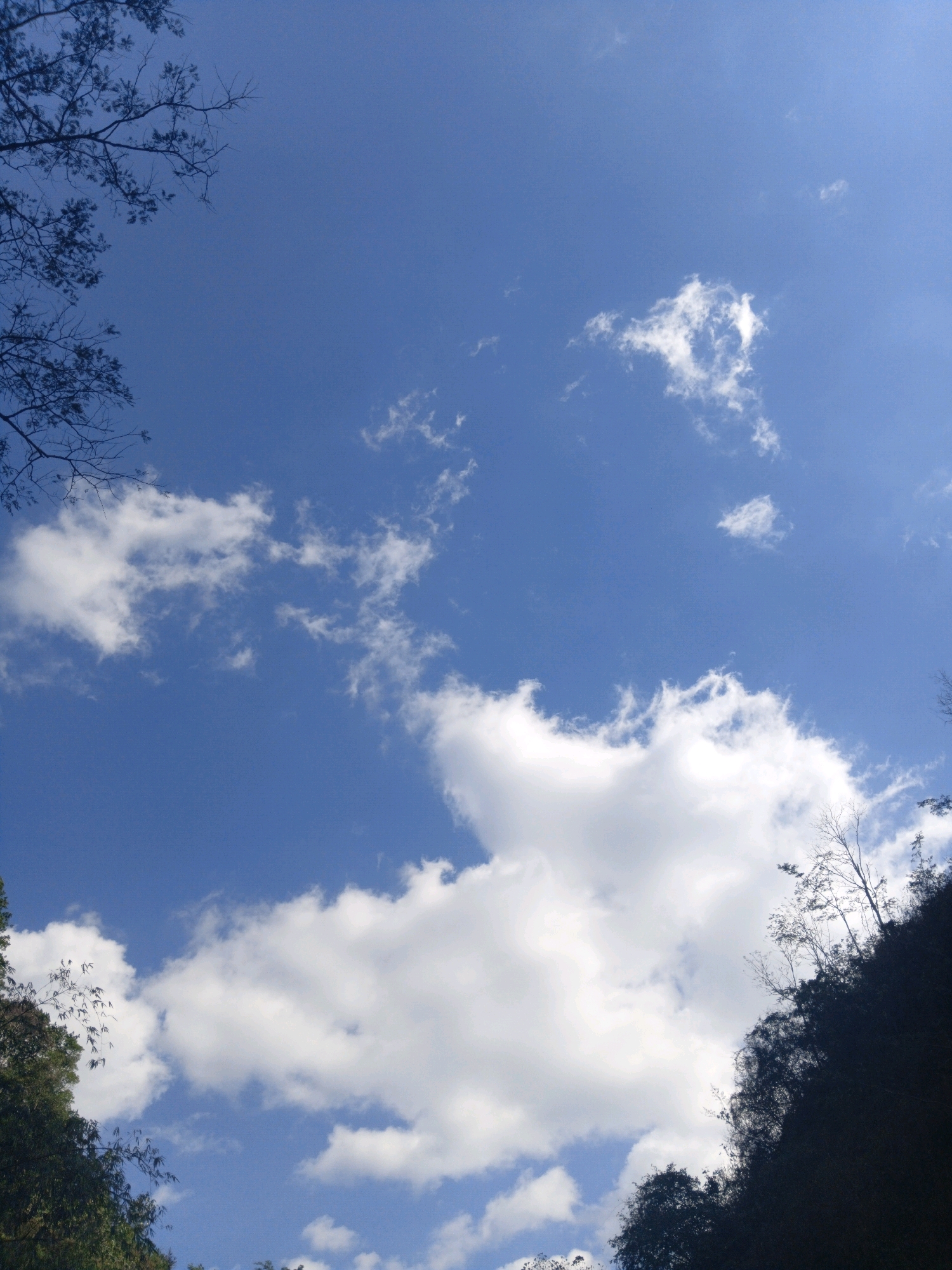 This is a low-angle shot of a bright blue sky filled with scattered white cumulus clouds. The tops of dark green trees and bare branches frame the sky from the bottom and left edges of the image. The overall impression is one of a clear, sunny day.