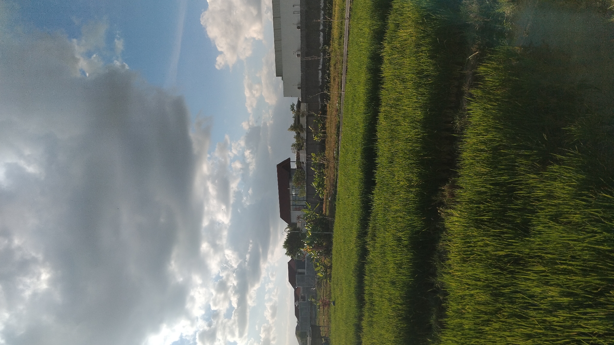 The image captures a lush green rice field in Ngaglik, Indonesia, under a dramatic sky filled with both bright white and dark gray clouds. In the background, several buildings are visible, including a modern structure with a red-tiled roof and a long, white building. A low concrete wall separates the rice field from the area with the buildings and vegetation. The sunlight casts shadows across the rice stalks, indicating it is likely late afternoon. The overall scene is one of rural tranquility with hints of modern development.