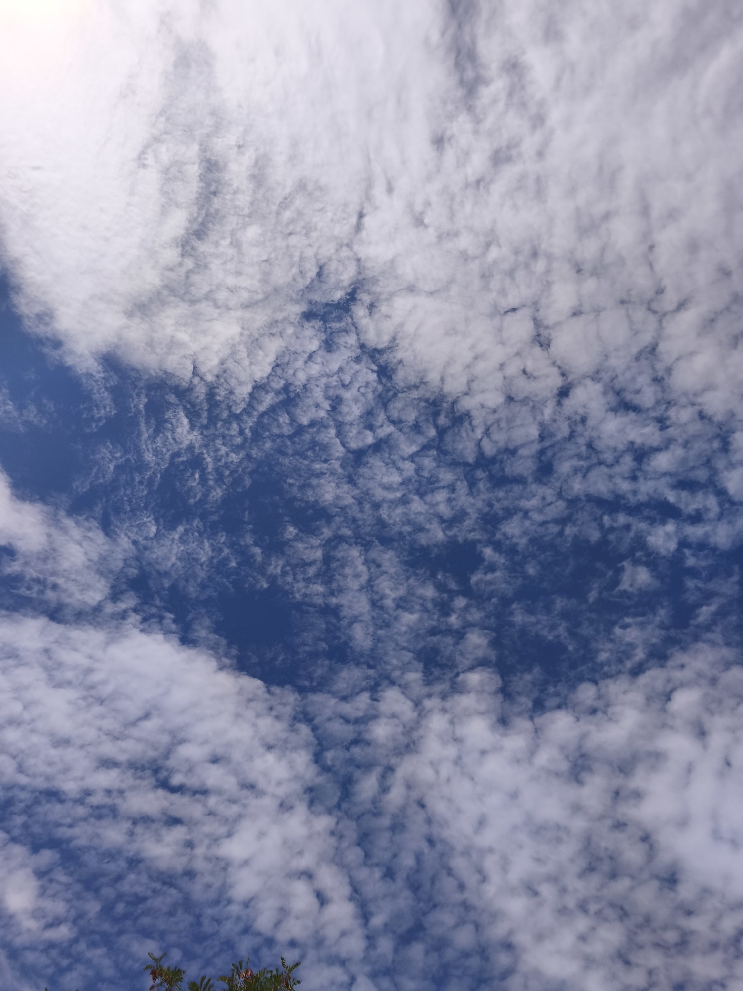 The image shows a wide-angle view of a sky filled with scattered white clouds against a deep blue backdrop. The clouds are textured and appear to be at various altitudes, creating a dynamic and somewhat wispy pattern across the frame. The bottom edge of the image shows the tops of some green foliage with hints of red, suggesting it is looking up from a natural setting. No buildings, people, or specific landmarks indicative of the city of Fontaine, France, are visible. The overall scene is one of a bright, partly cloudy sky.