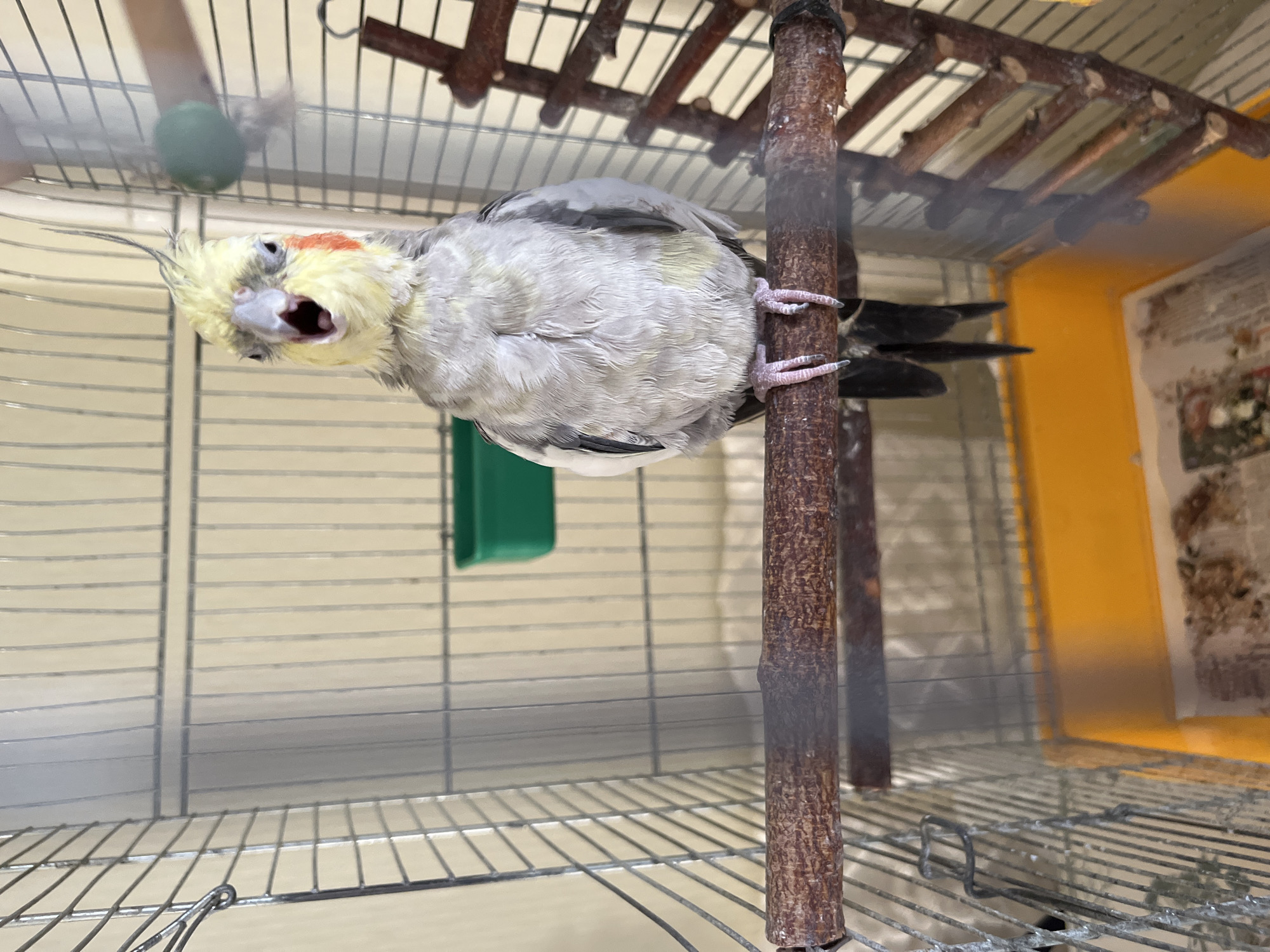A cockatiel with yellow and gray plumage and orange cheek patches is perched on a wooden branch inside a metal cage. The bird has its beak open and appears to be vocalizing or yawning. The cage has a yellow tray at the bottom lined with newspaper, and a green food or water dispenser is mounted on the back wall. A small, blurred green ball is visible near the top of the cage. The background appears to be a wall with vertical lines. The image was taken in Korolyov, Russia.