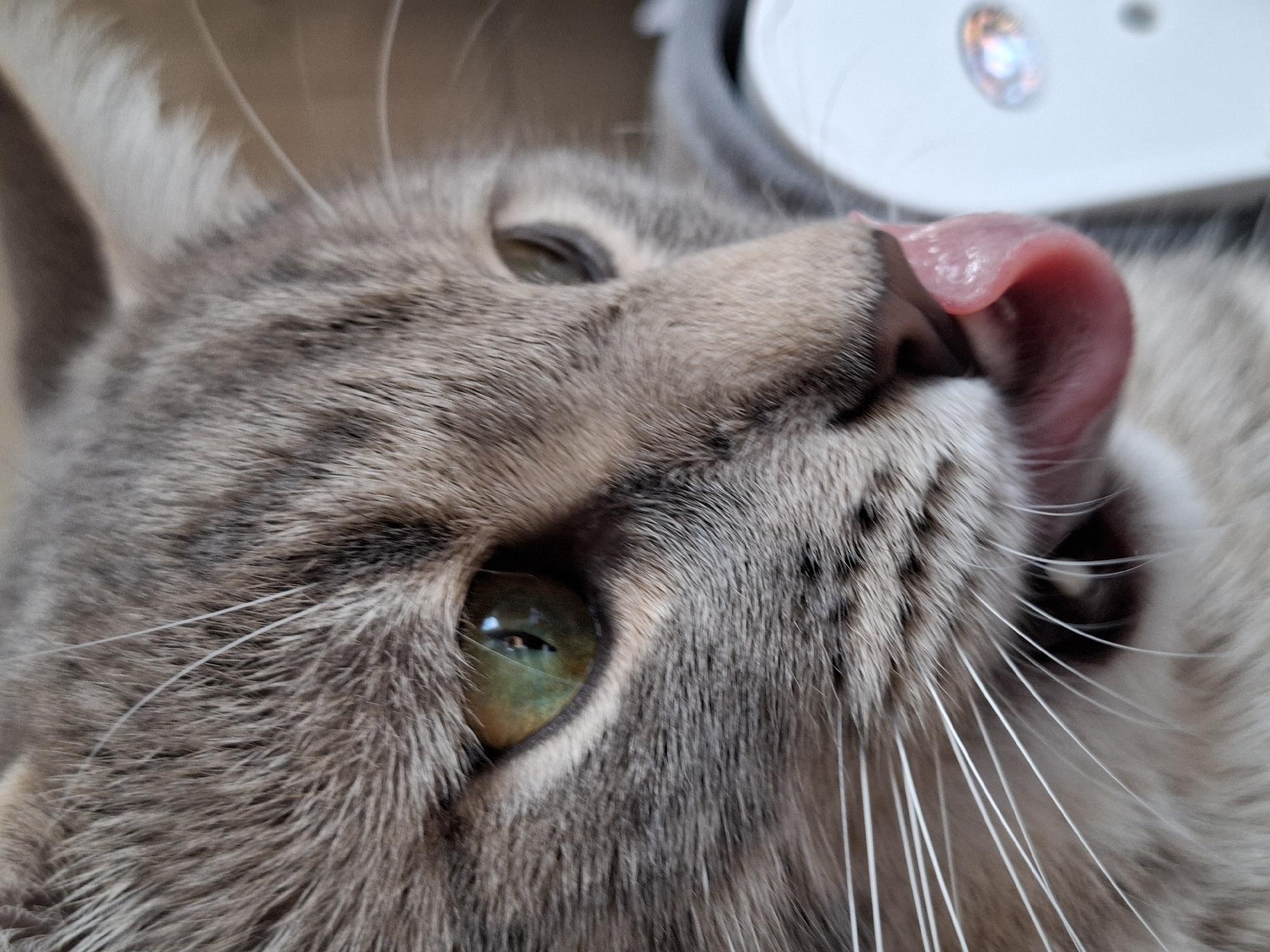 A close-up, angled view of a gray tabby cat licking its nose. The cat has green eyes and white whiskers. Part of a white object with a silver detail is visible in the upper right corner. The location is not discernible from the image.