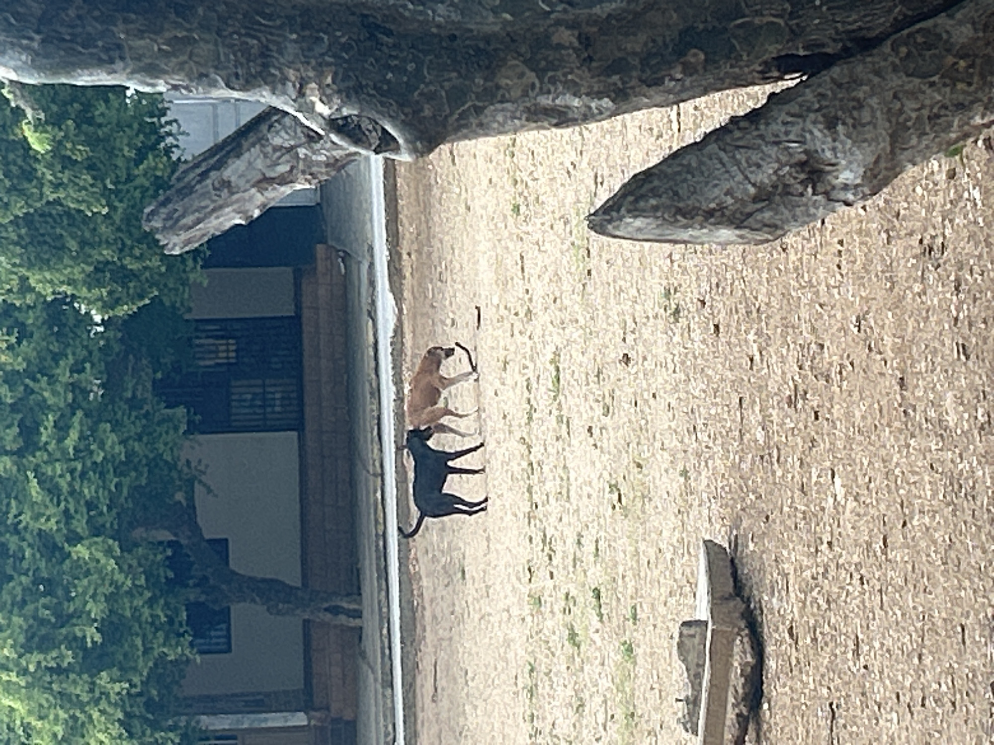 Two dogs, one black and one tan, are interacting with a stick in a dirt area, possibly a field or park, in Santa Ana, Venezuela. A large, gnarled tree trunk dominates the foreground, obscuring a portion of the view. In the background, a building with a white facade and dark barred windows is visible, partially shaded by a leafy tree. The ground is covered in dry, light-colored dirt with sparse green vegetation. A concrete structure, possibly a damaged planter or bench, is present in the lower left quadrant of the image.