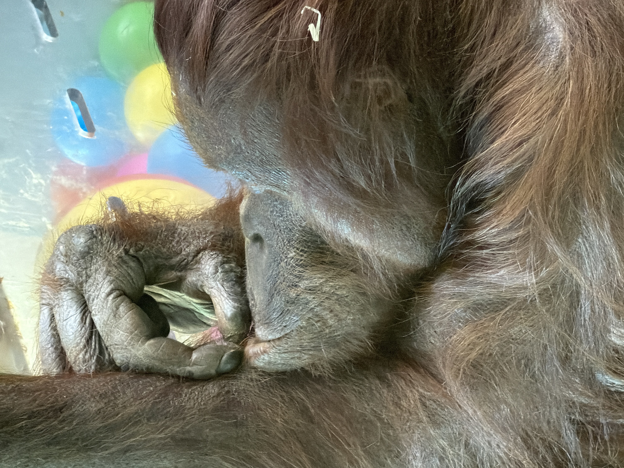 The image displays a close-up, vertical shot of an orangutan within an enclosure at Kristiansand Dyrepark in Kristiansand, Norway. The primary subject is the upper body, right arm, and lower facial area of an adult orangutan, characterized by its long, reddish-brown, shaggy fur. Its right hand, featuring wrinkled, grayish-brown skin and robust fingers, is positioned in the upper left portion of the frame, actively grasping a small, pinkish-red, soft food item. The orangutan's lower face, including its chin and mouth area with a visible pore on the upper lip/snout, is oriented towards the object, indicating consumption or close examination. The background, out of focus, reveals a clear, thick protective barrier (likely glass or acrylic) behind which several brightly colored inflatable balls in shades of blue, yellow, pink, and green are visible. A small, dark, rectangular slot is present in the clear barrier near a blue ball in the upper-center, and a small white, L-shaped clip or bracket is attached to the right edge of the enclosure structure. The scene is illuminated by soft, even lighting.