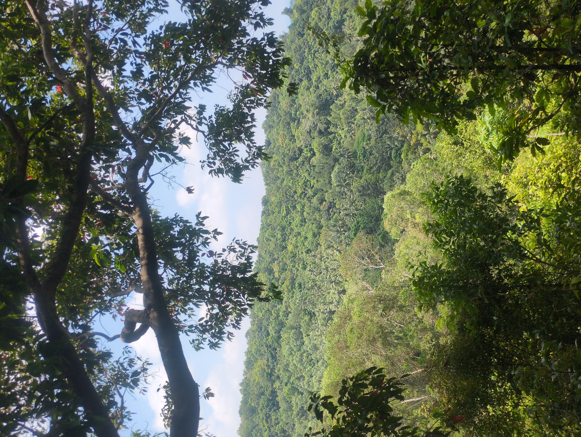 A landscape view in Phú Quốc, Vietnam, showcases a dense, verdant forest blanketing a hillside. The scene is framed by tree branches and leaves in the foreground, creating a natural border. The sky, visible through the trees, is pale blue with scattered clouds. The forest appears lush with varying shades of green, indicating different tree species and foliage density.
