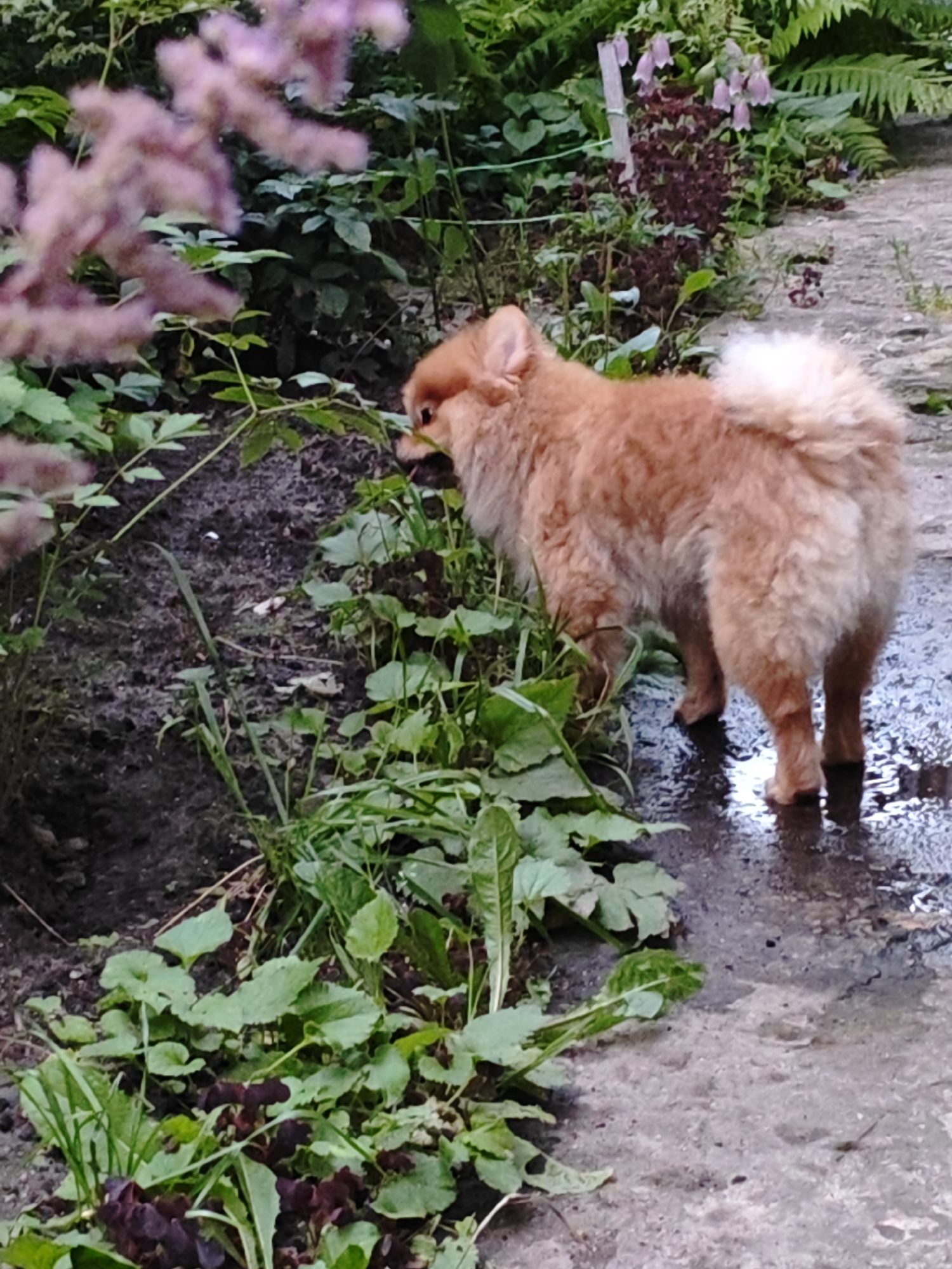 A fluffy, ginger-colored Pomeranian dog is sniffing the ground next to a wet, gray concrete path in a garden. The dog is positioned in the lower right quadrant of the image, with its back to the viewer and its head down, investigating some green plants and dark soil. To the left of the dog, lush green foliage and some delicate pink flowers are visible. In the background, ferns and more of the dark-leaved plants with small, bell-shaped purple flowers create a dense garden setting. The concrete path appears wet and reflective, suggesting recent rain. The overall scene depicts a dog exploring a damp garden environment in Боровский, Russia.