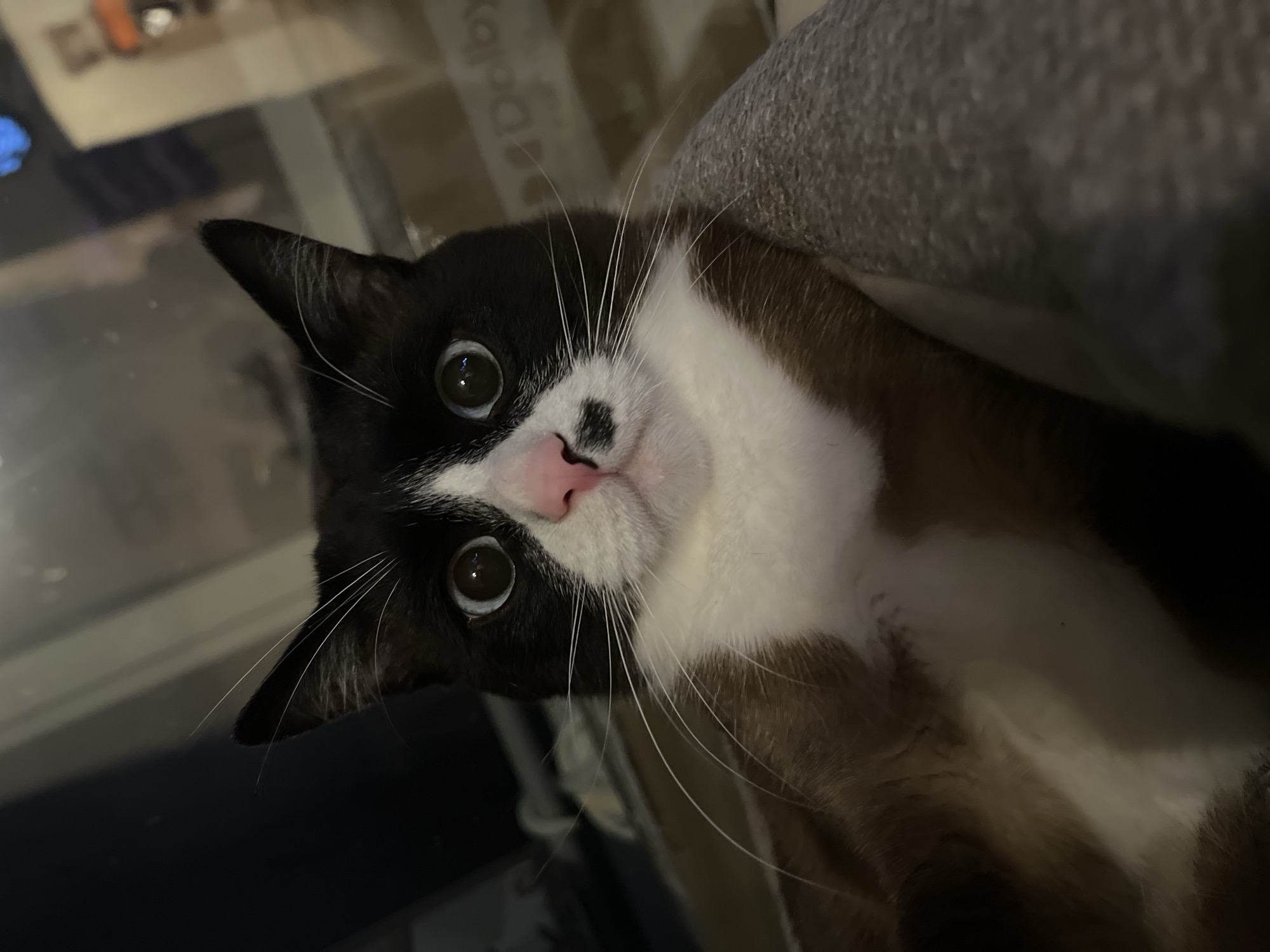 A close-up shot features a cat with black and white markings, a pink nose with a small black spot, and wide, inquisitive eyes. The cat is positioned at an angle, with its head tilted slightly. The background includes a blurred gray surface, possibly a couch or bedding, and a dark, indistinct area that might be a window or a room beyond. The image is focused on the cat's face, highlighting its features and expression. The location is not identifiable as Noviy, Russia from the visual information provided.