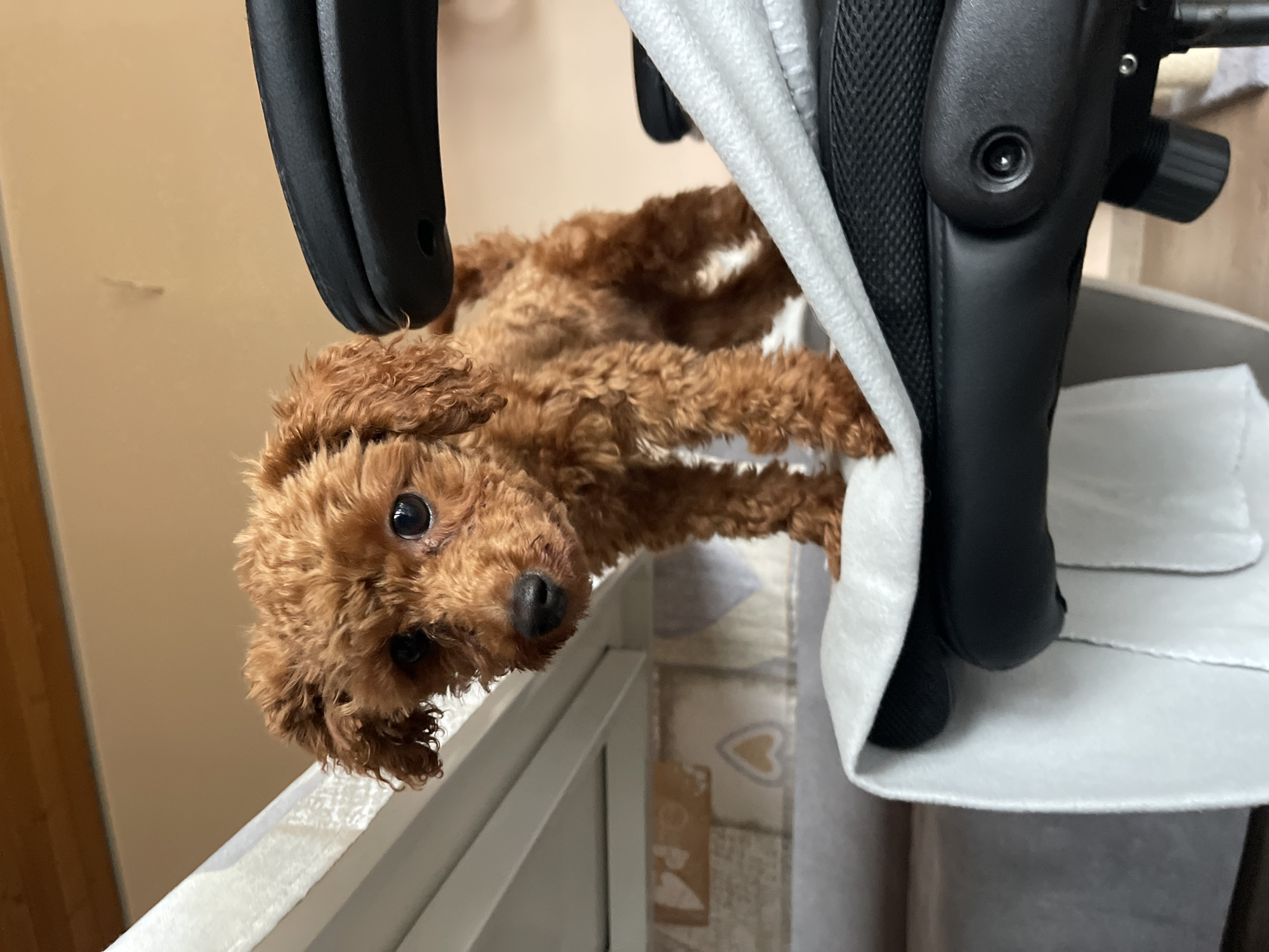 A brown, curly-haired poodle is visible in the foreground. It appears to be looking downward, its head tilted to the left. The poodle is positioned near or partially within a white crib or bed frame.
An office chair is visible behind the poodle and crib. The chair is upholstered in black with gray fabric accents. The scene is indoors and likely in a home or residence in an unknown location.