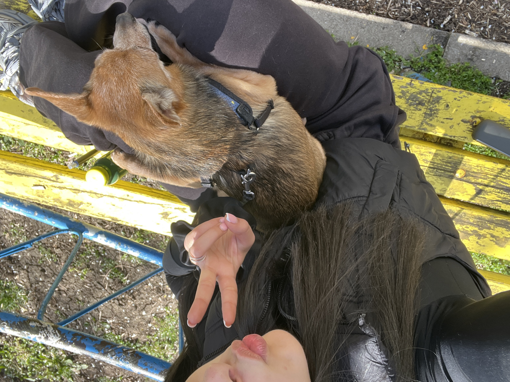 A high-angle close-up depicts a person lying on a yellow and blue bench. A small brown dog rests on the person's lap. The person has long, dark hair and is wearing a black jacket and black pants. They are holding up two fingers, making a peace sign. The location is a park in Sofia, Bulgaria.