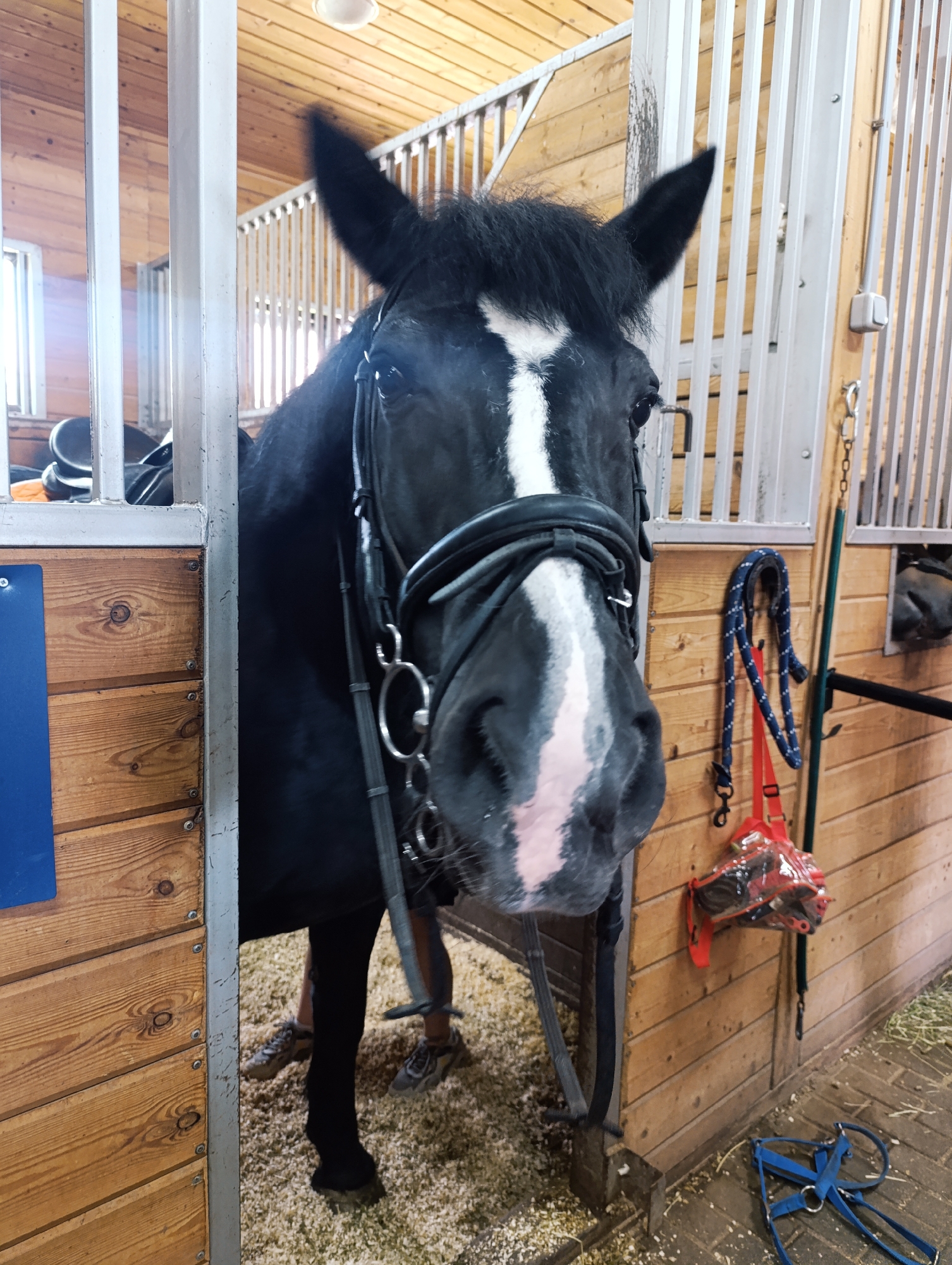 A black horse with a white blaze on its face is standing in a stall. The stall is made of wood and has metal bars. A bridle and reins are on the horse's head. There are also some halters and leads hanging on the wall. The floor of the stall is covered in wood shavings. The horse is looking towards the camera. There is another horse visible in the background, also in a stall. The overall impression is of a horse in a stable environment.
