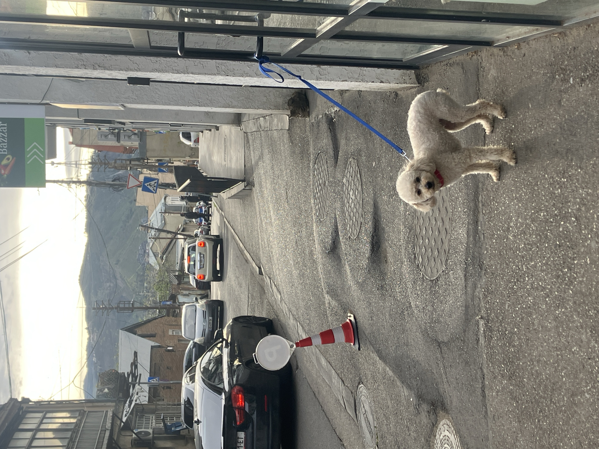 This image, presented on its side, depicts a street scene in Tbilisi, Georgia, under the soft light of late afternoon or early evening. The main subject is a small, white, fluffy dog, possibly a poodle mix, with a red collar, standing on the pavement and looking towards the viewer. It is attached by a blue leash to a metal fixture on the right-side building wall. Tucked into a recess of this wall, behind the leash, a tabby cat is partially visible.
The street shows several vehicles, including a black sedan prominently parked in the mid-ground. Behind this car, a red and white striped traffic cone features a white circular sign with a stylized 'P' or 'B'. More cars are visible further down the road, along with buildings, utility poles, and overhead wires. In the distance, hills or mountains rise, silhouetted against the bright, low sun.
On the left, a building displays a green and white sign with the word "Bazzar" in white. Various road signs, including a blue triangular warning sign with a pedestrian symbol, are also present. The pavement beneath the dog and cars features several circular manhole covers. The atmosphere is generally calm, with the dog patiently waiting. The partial license plate on the black sedan reads "...-ET".