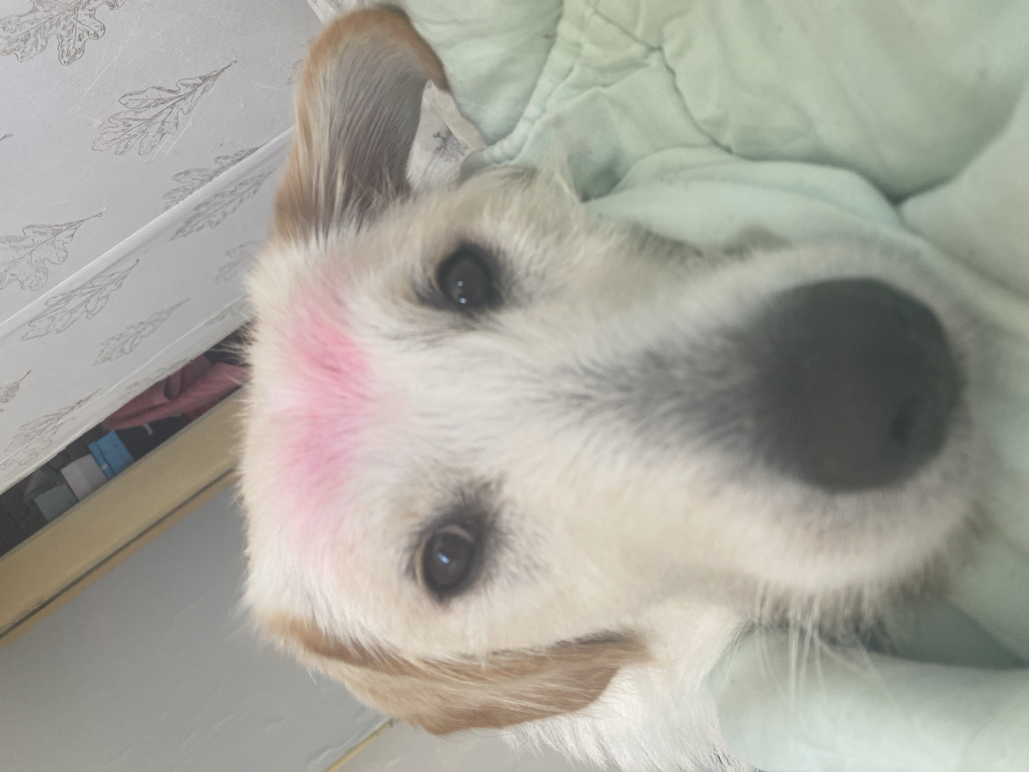 A close-up, low-angle, full-frame shot shows the face of a light-colored dog with brown ears. A prominent patch of bright pink material is applied to the center of the dog's forehead, appearing to be cosmetic or paint. The dog's eyes are dark brown and open, looking directly at the camera. Its nose is black and appears wet. The dog is resting on a light green, textured blanket or bedding. In the background, a wooden shelf or frame is visible, with stacked boxes and some folded pink fabric. A white wall with a faint pattern of etched oak leaves is also visible in the upper right portion of the frame. The setting is an indoor environment, likely a home. The image provides no information about the city of Blagoevgrad, Bulgaria.