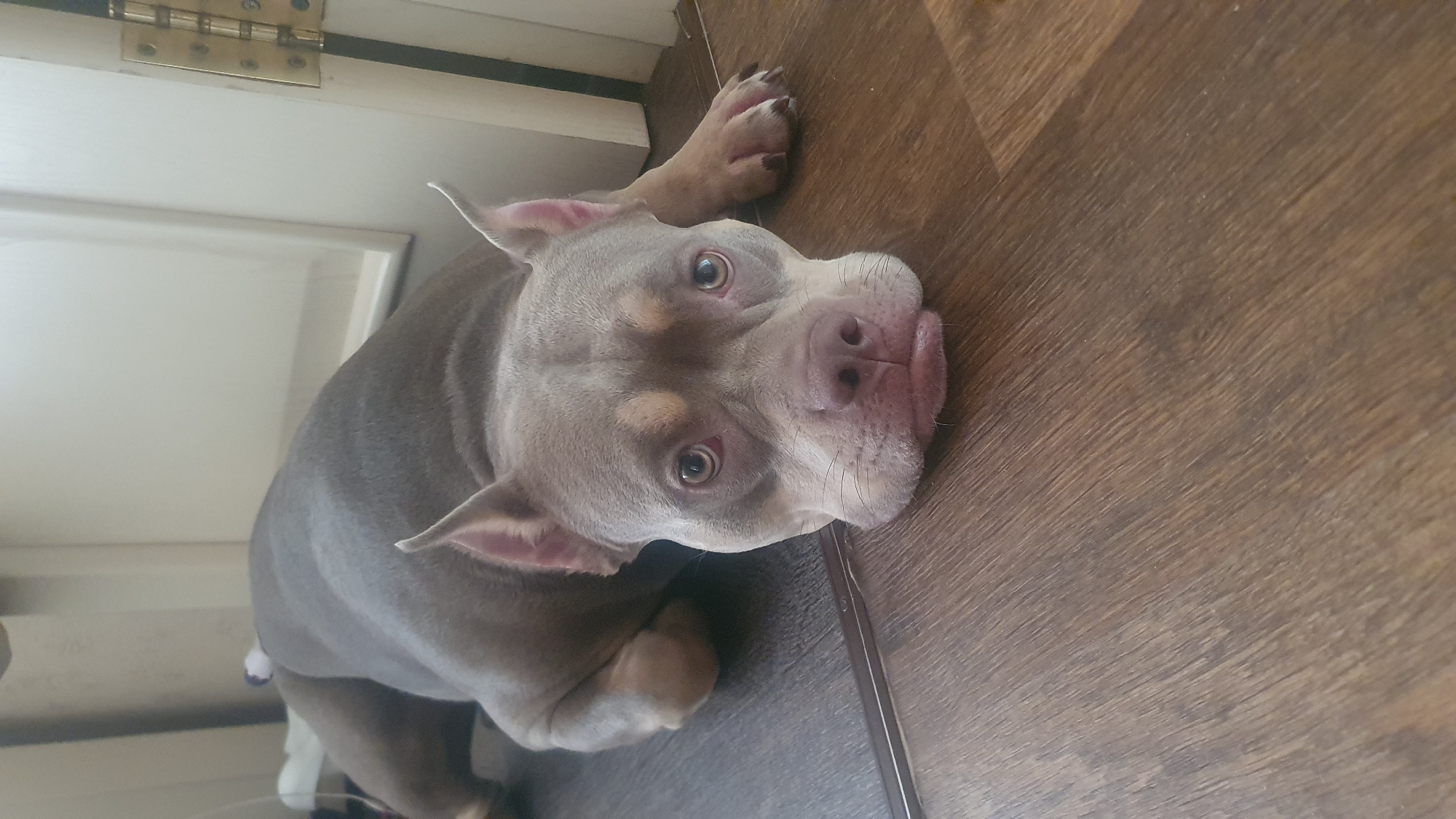 A dog, likely an American Bully breed, lies on a brown, wooden floor next to a white door. The dog's coat is a mix of grey and brown tones. The head of the dog is turned toward the camera. The location is likely an indoor room, possibly in a residential area. It is not possible to definitively determine the location in Ulyanovsk, Russia, as the image lacks contextual landmarks.