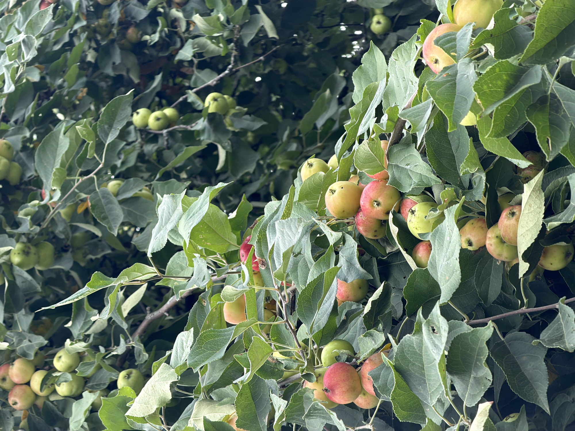The image shows a close-up view of an apple tree laden with ripe apples, interspersed with lush green leaves. The apples are a mix of red and green hues, with some showing streaks of both colors. The branches of the tree are visible, supporting the fruit and foliage. The lighting suggests an overcast or shaded day, with diffused light illuminating the scene. The image appears to be taken outdoors in an environment with mature trees. The overall impression is one of abundance and natural growth. The location in the city of Чайковская, Russia is not visually discernible from the image itself.