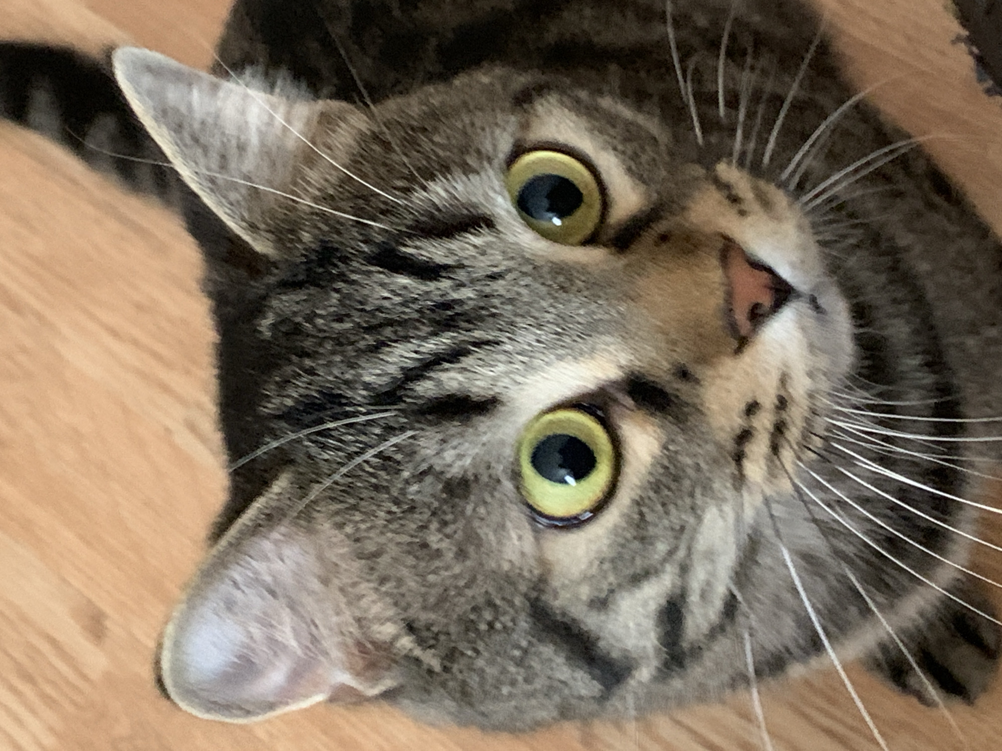 A close-up, angled shot of a tabby cat's face is centered, with the cat's head slightly tilted and its yellow-green eyes looking directly at the camera. The cat has gray and black stripes on its fur and long white whiskers. A pink nose is visible. Part of the cat's ear and tail are visible on the left side of the frame. The background is blurry and appears to be a light brown wooden floor.
It is not possible to determine the location in Stavropol, Russia based on the image provided.