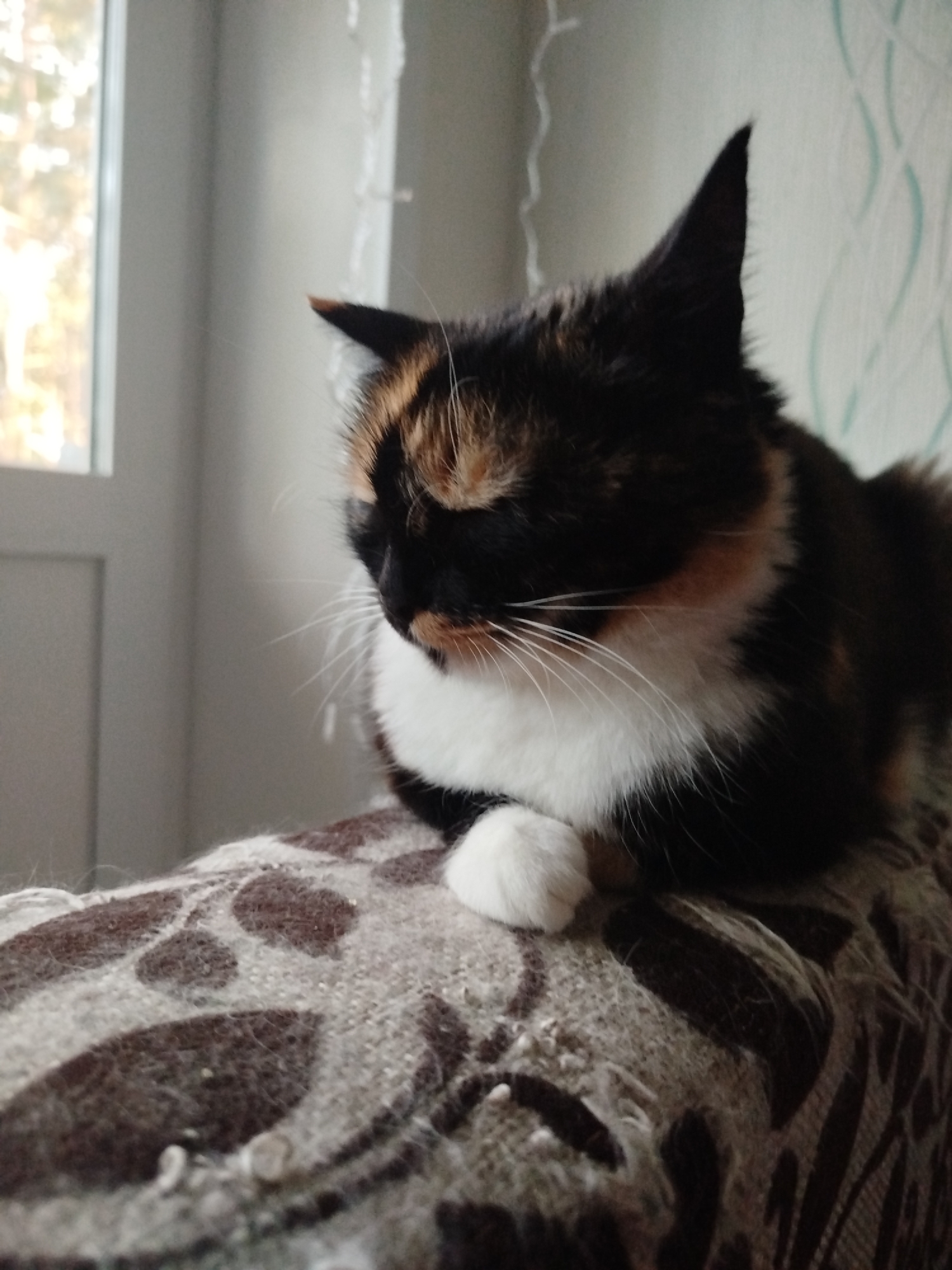 A calico cat is sitting on a textured surface, possibly a blanket or pillow, with a blurred background that includes a window and a wall. The cat is facing to the left, with its head down and one white paw resting in front of it. The cat's fur is a mix of black, white, and orange. The surface the cat is sitting on has a dark brown pattern. The lighting suggests it is daytime.