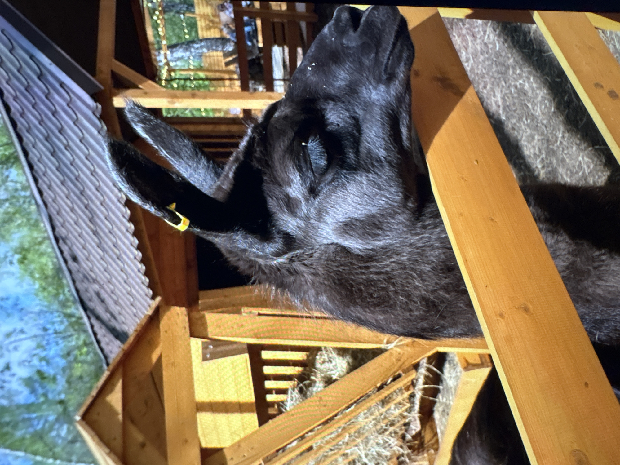 A close-up shot of a black goat with a yellow tag on its ear inside a wooden structure, possibly a pen or stable. The goat's head and upper body are visible, positioned between wooden beams. Hay is visible within the structure. To the side, there's a glimpse of a building with a textured roof, possibly situated outdoors with greenery in the background. It's unclear if this image was taken in Ембаево, Russia.